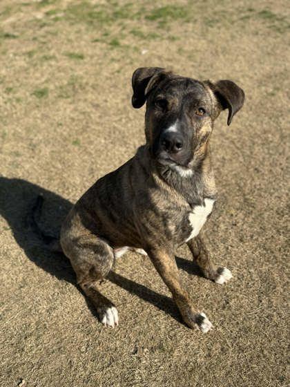 Josephine, a Adoptable mixed breed in Memphis, TN image 1/3