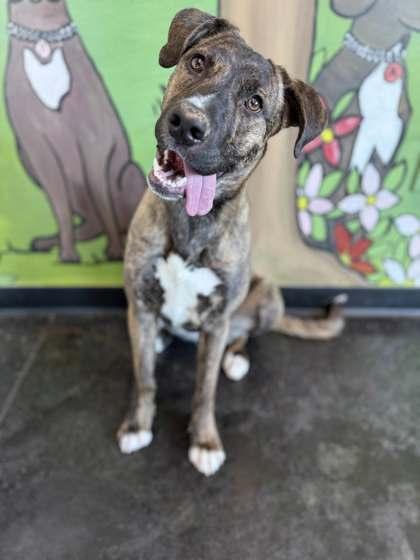 Josephine, a Adoptable mixed breed in Memphis, TN image 3/3