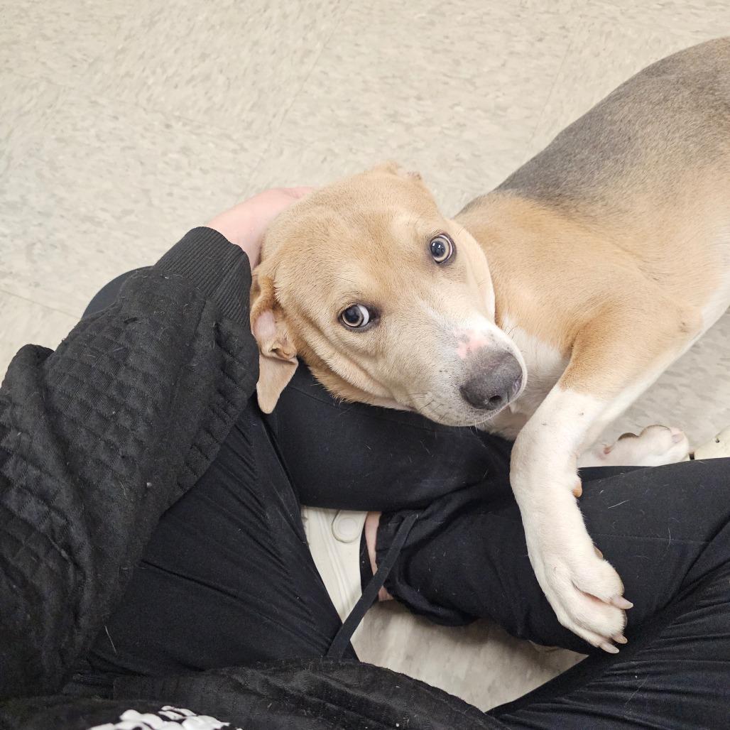 Jerry, a Adoptable mixed breed in Concord, NC image 1/4