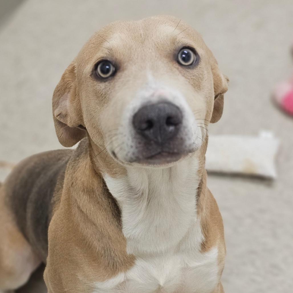 Jerry, a Adoptable mixed breed in Concord, NC image 2/4