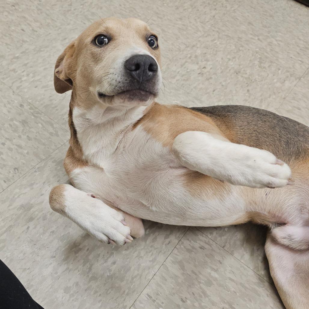 Jerry, a Adoptable mixed breed in Concord, NC image 3/4