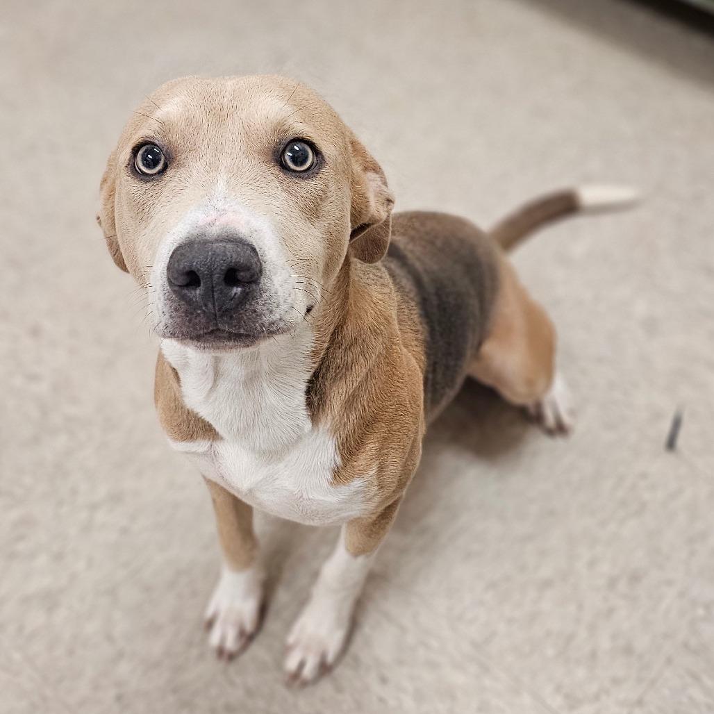 Jerry, a Adoptable mixed breed in Concord, NC image 4/4