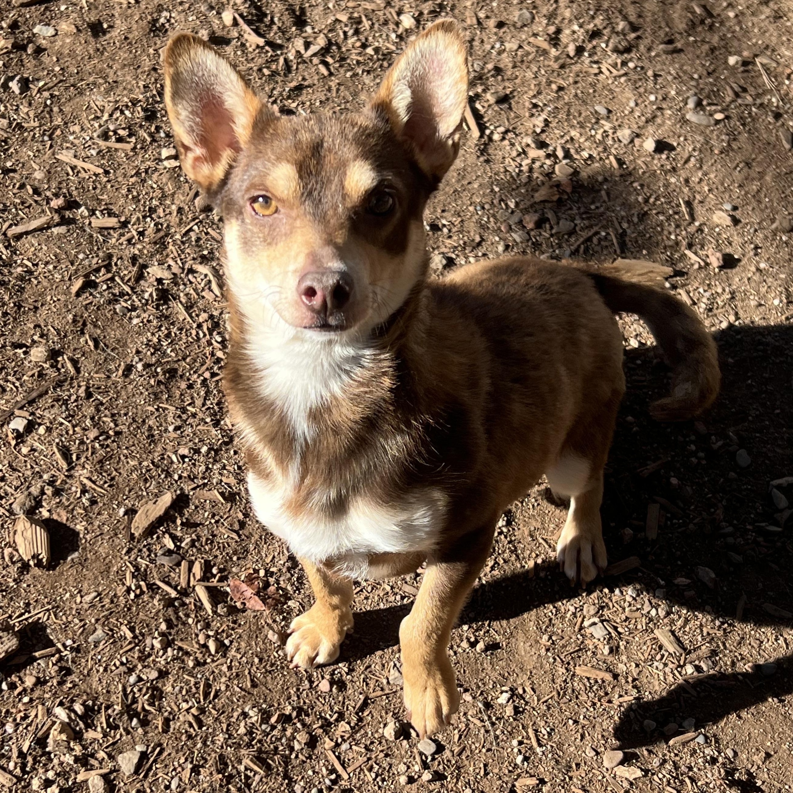 Skeeter , ADOPTABLE, Adult Male Chiweenie.
