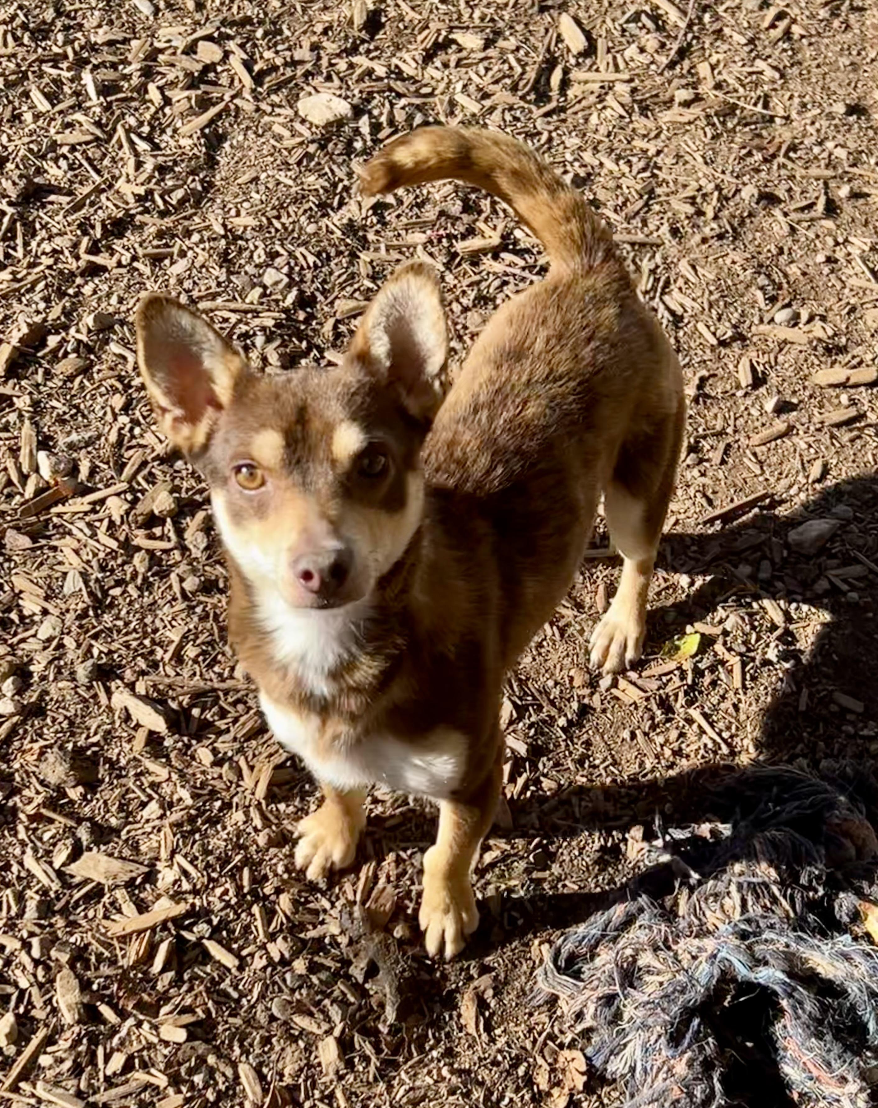 Enlarge Skeeter , a ADOPTABLE mixed breed in Flagstaff, AZ image 2/2