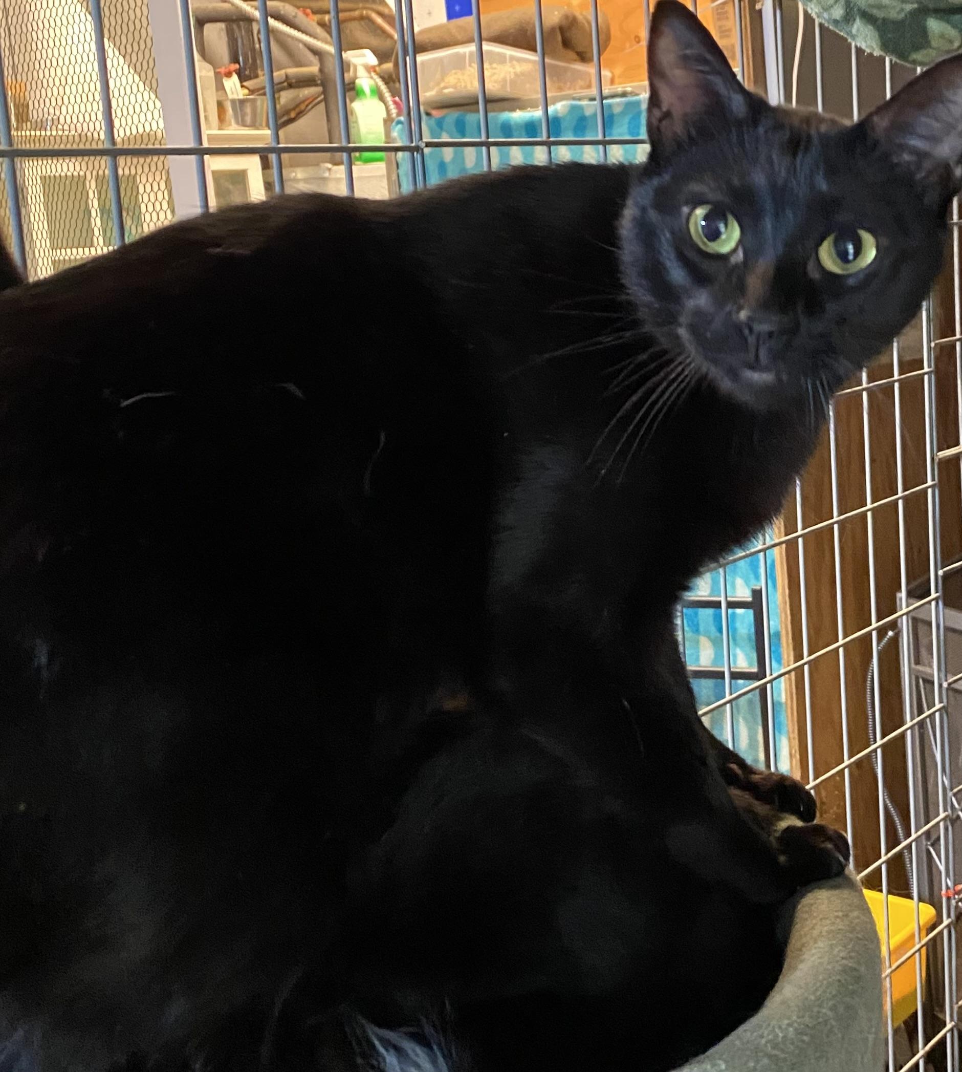 Blueberry, a ADOPTABLE Domestic Short Hair in Stanwood, WA image 1/3