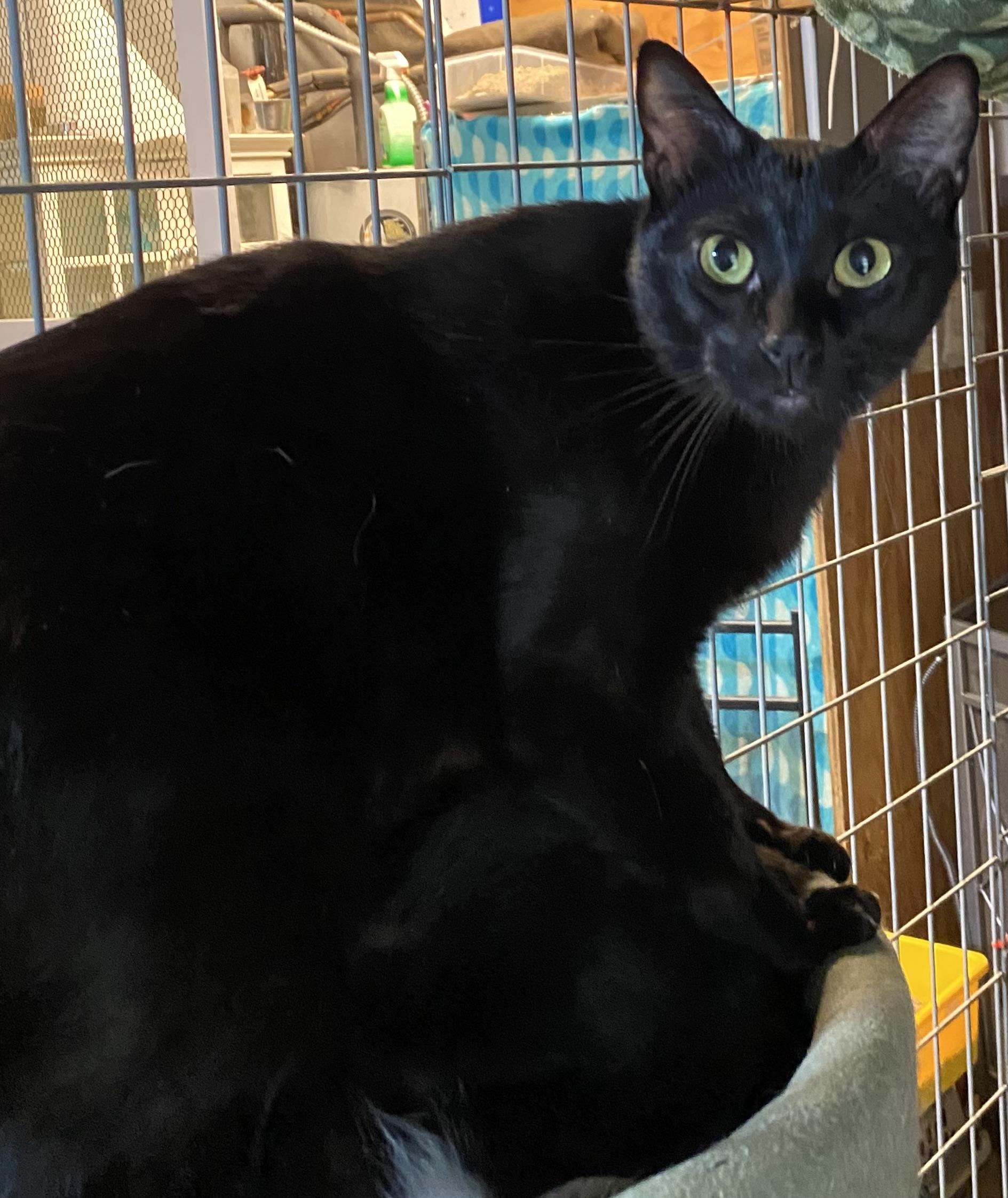 Blueberry, a ADOPTABLE Domestic Short Hair in Stanwood, WA image 3/3