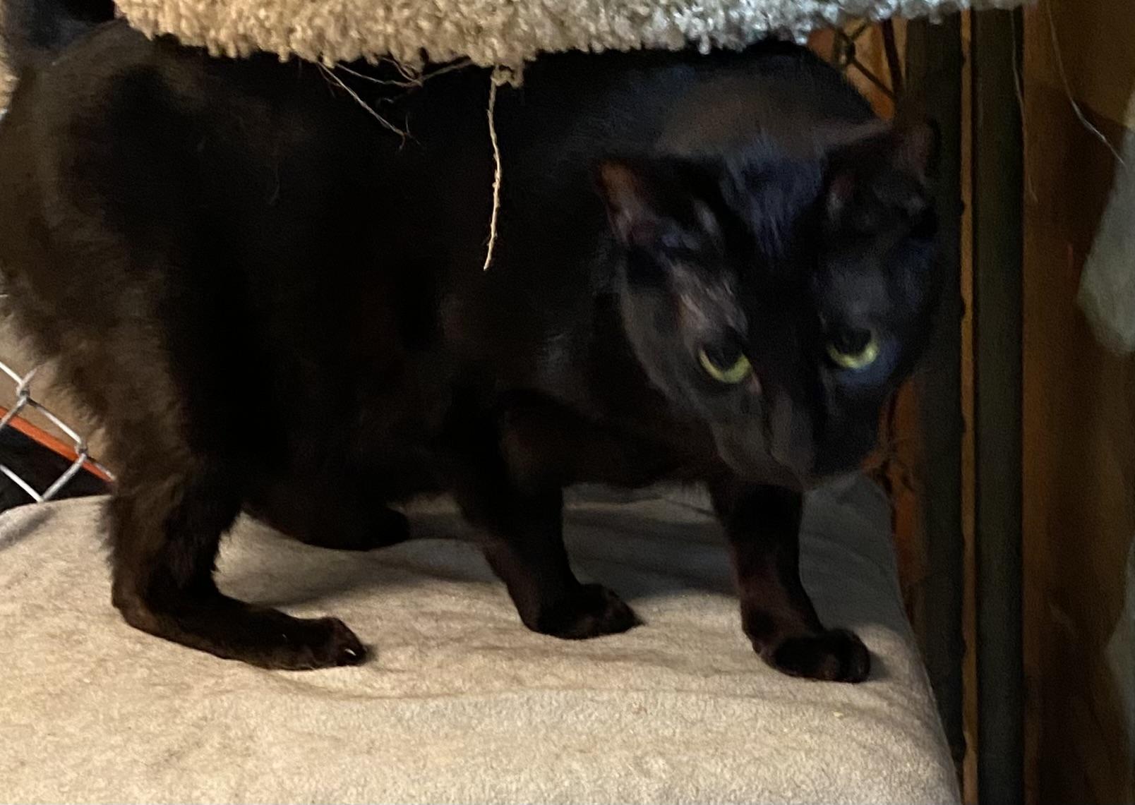 Blueberry, a ADOPTABLE Domestic Short Hair in Stanwood, WA image 2/3