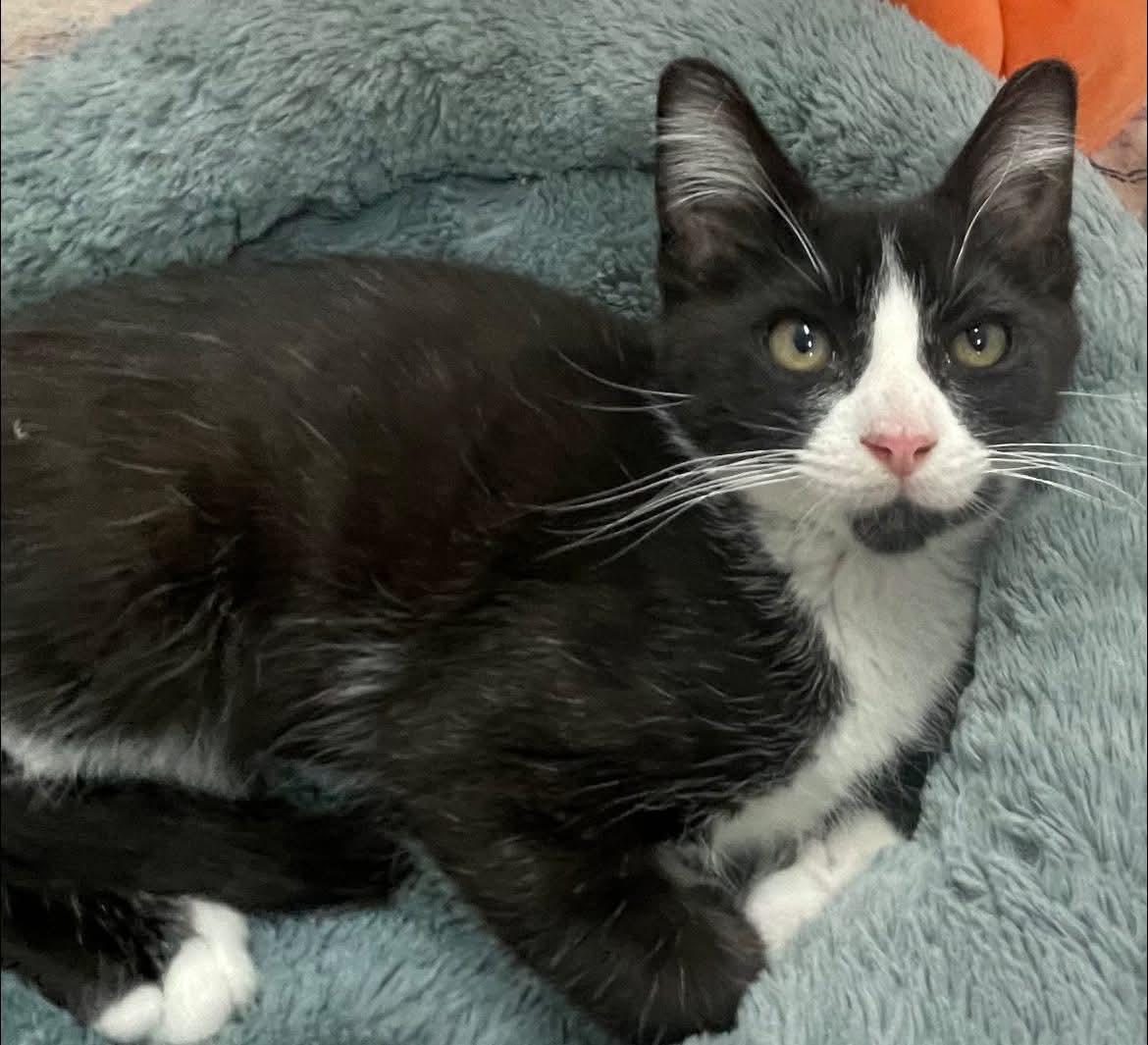 Jimmy, an adopted Domestic Short Hair in Toledo, OH image 2/3