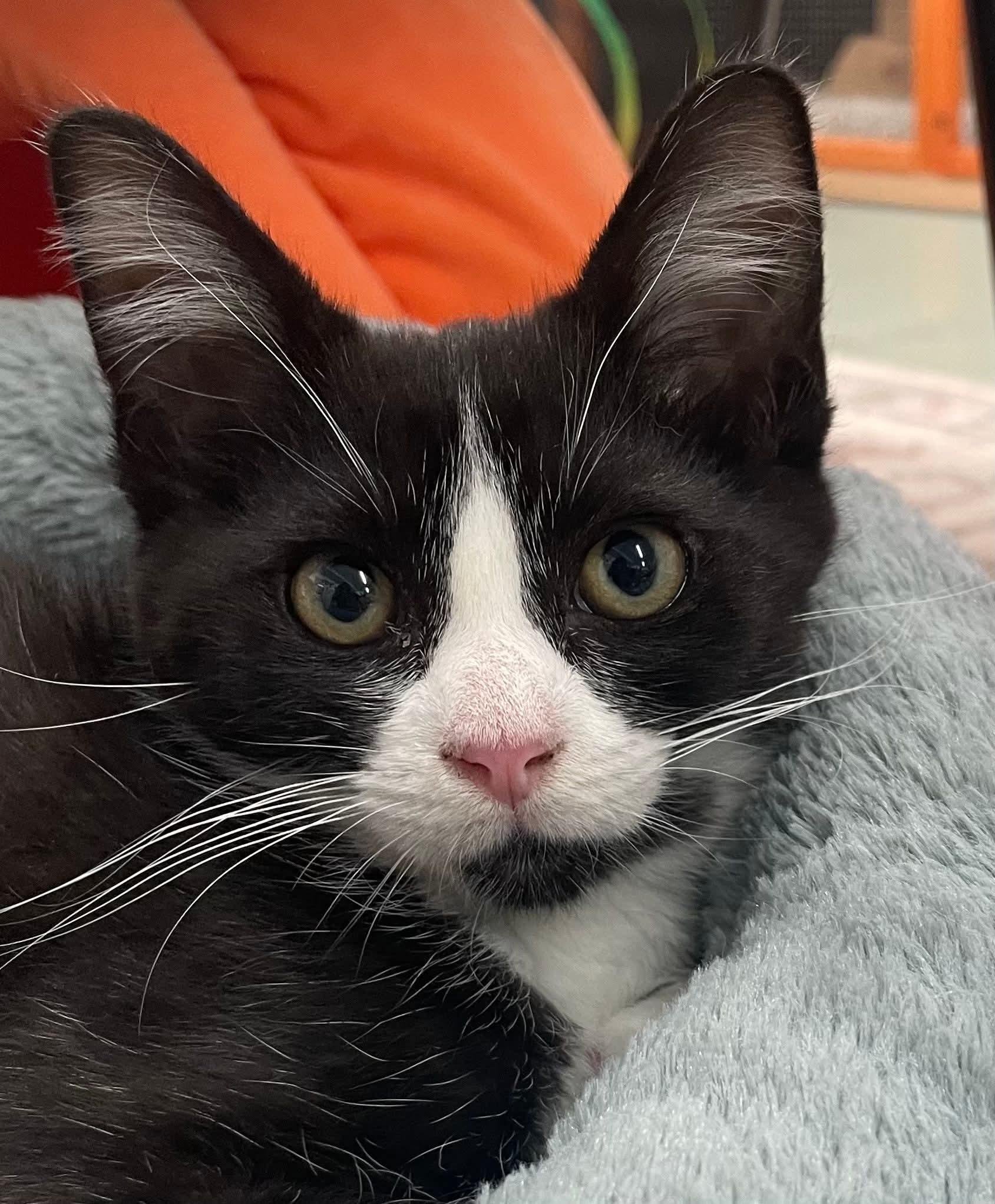 Jimmy, an adopted Domestic Short Hair in Toledo, OH image 1/3