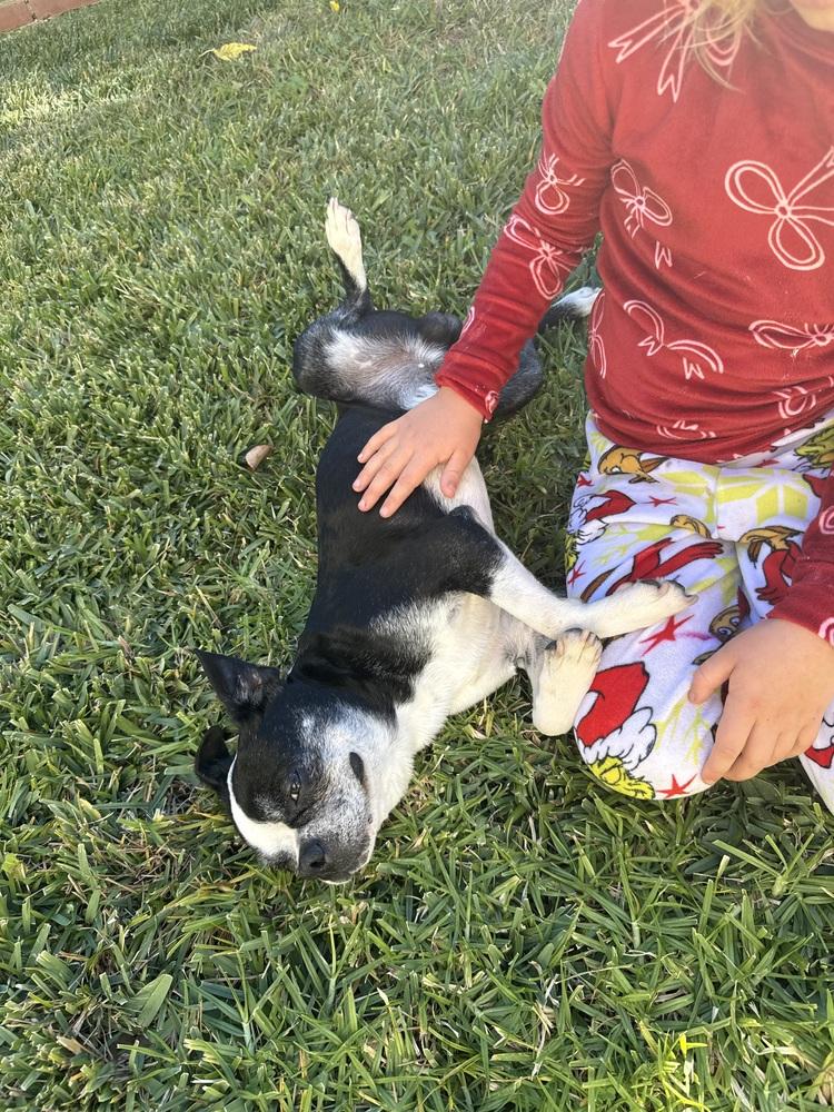 Beans, Adoptable, Senior Male Boston Terrier.