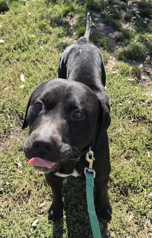 Sage, Adoptable, Adult Female Labrador Retriever.