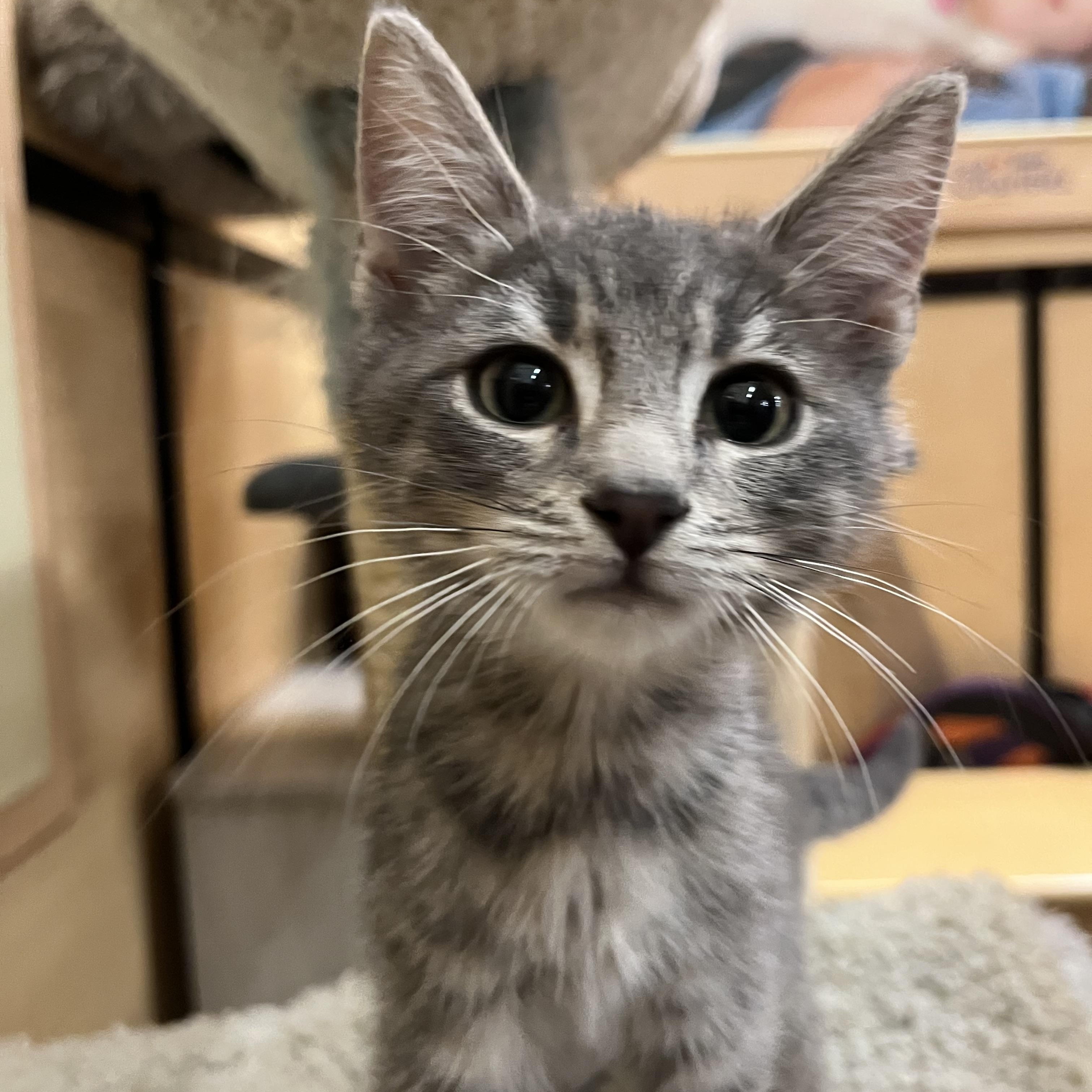 Leo, adopted, Young Male Domestic Short Hair.