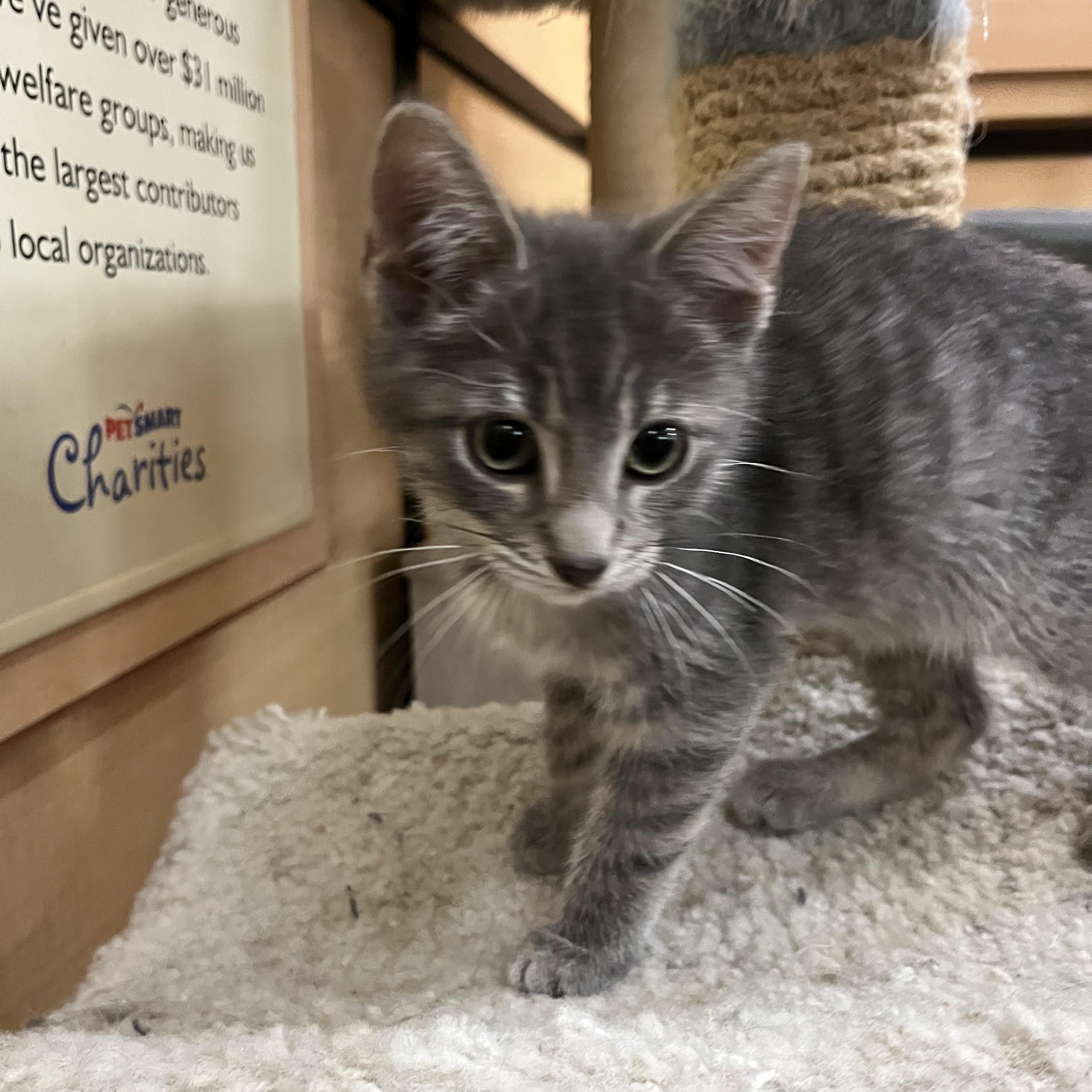 Leo, an adopted Domestic Short Hair in Tustin, CA image 2/2