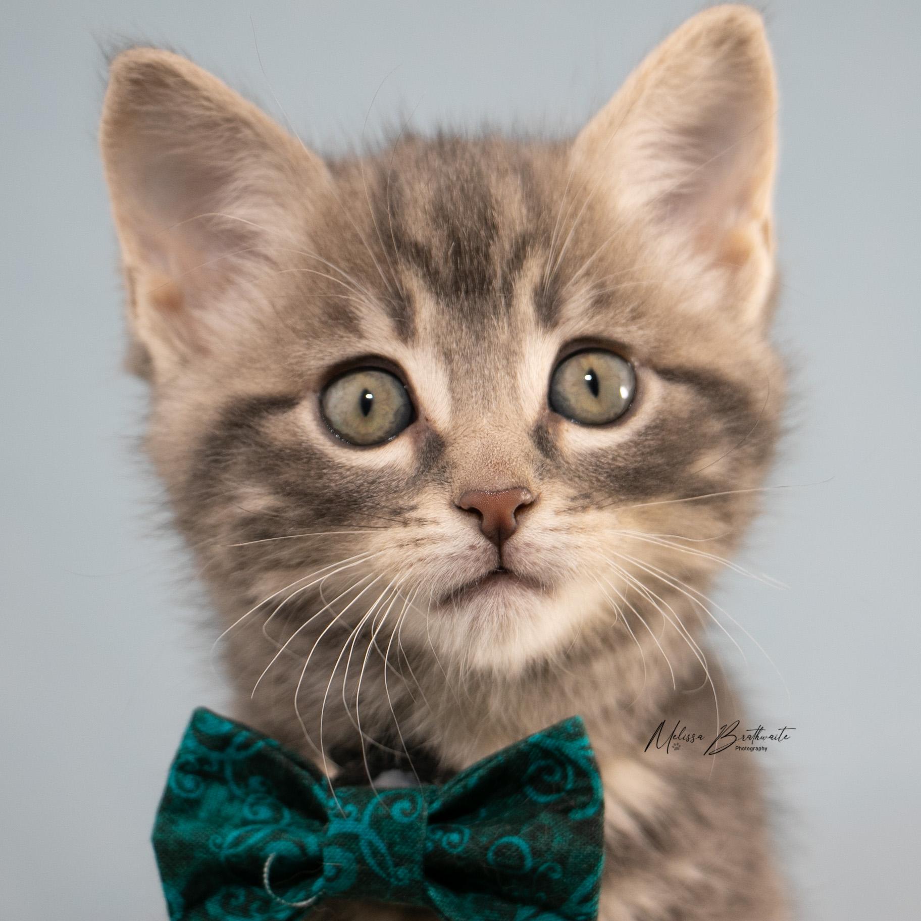Enlarge Finch, an adopted Tabby in Calgary, AB image 2/5