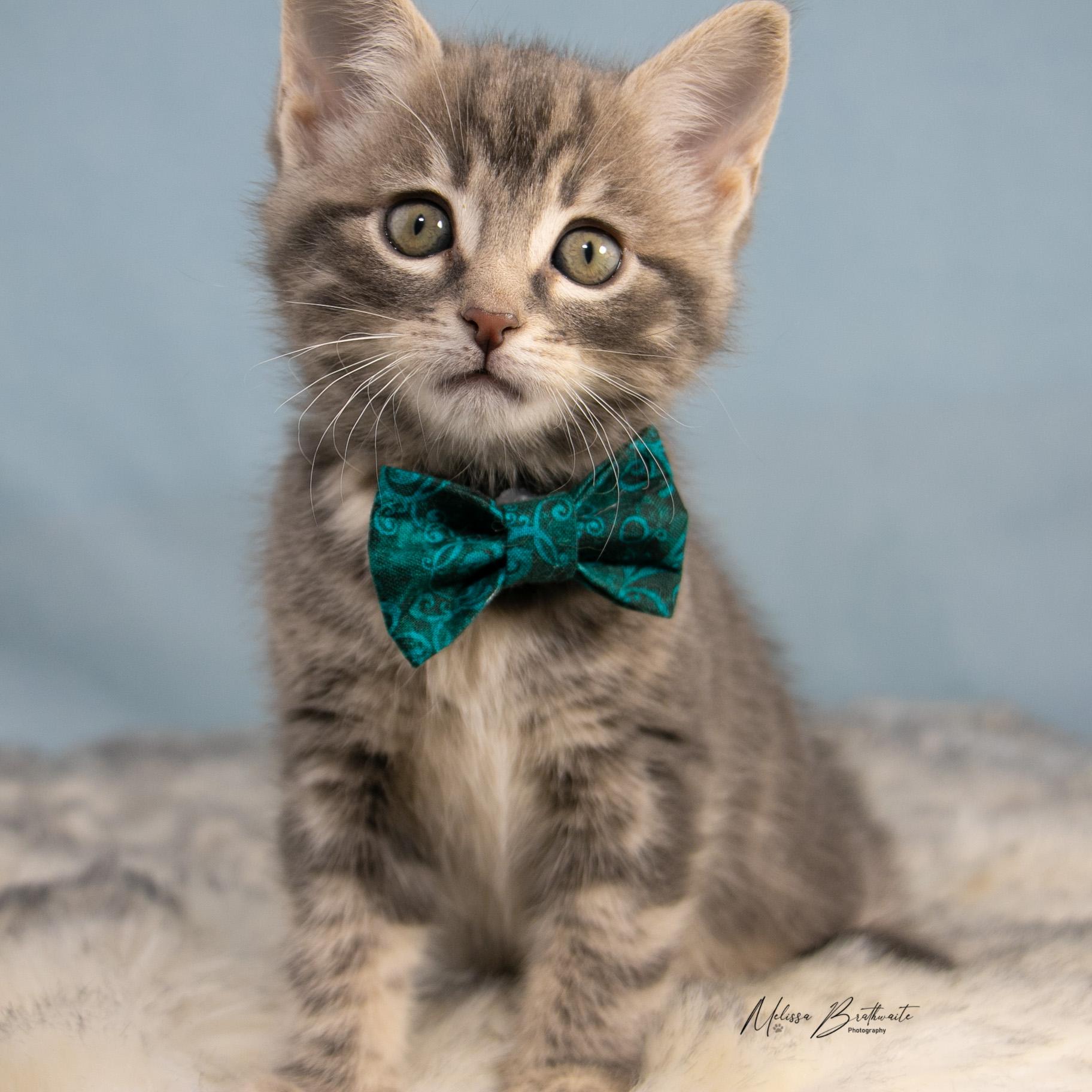 Enlarge Finch, an adopted Tabby in Calgary, AB image 1/5