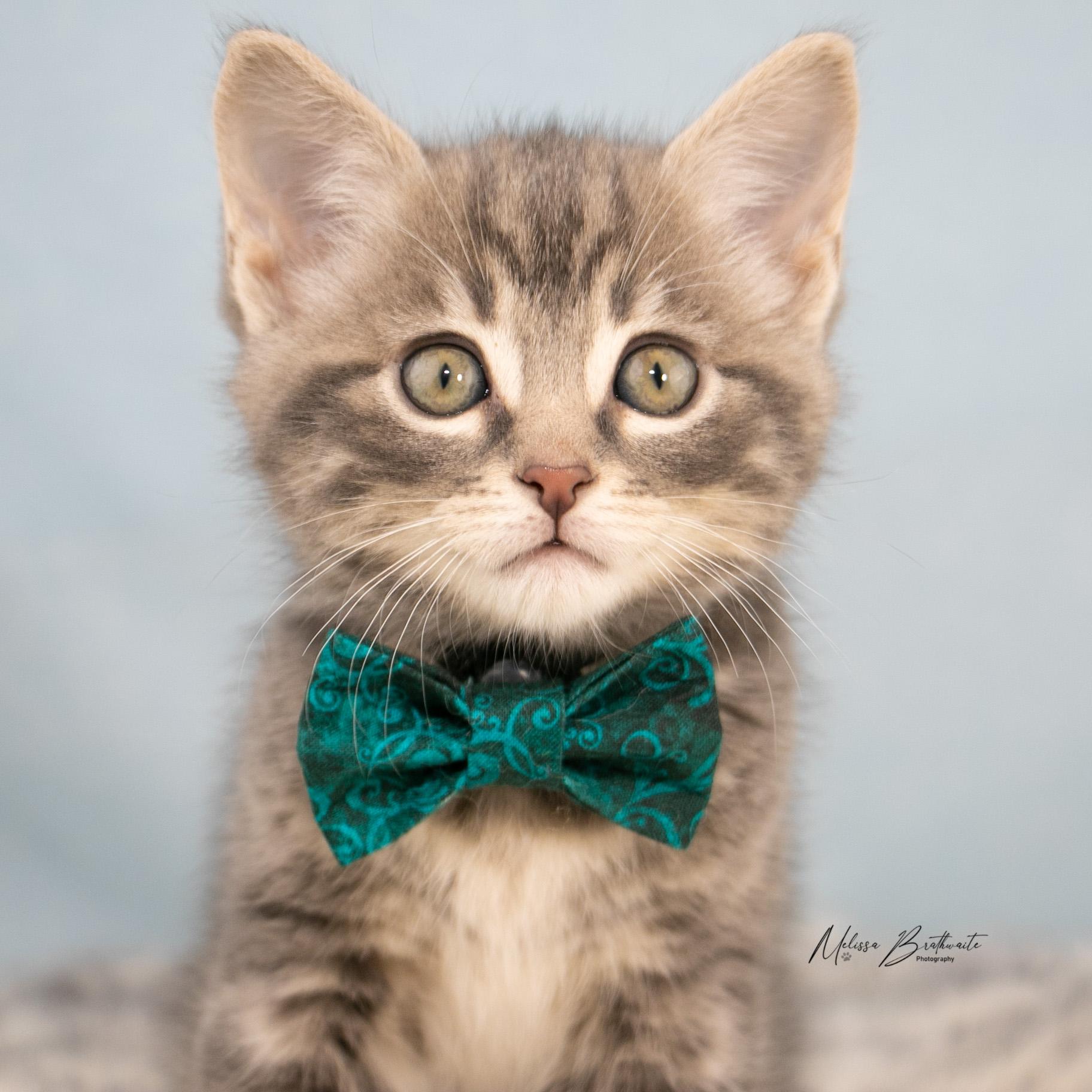 Enlarge Finch, an adopted Tabby in Calgary, AB image 3/5