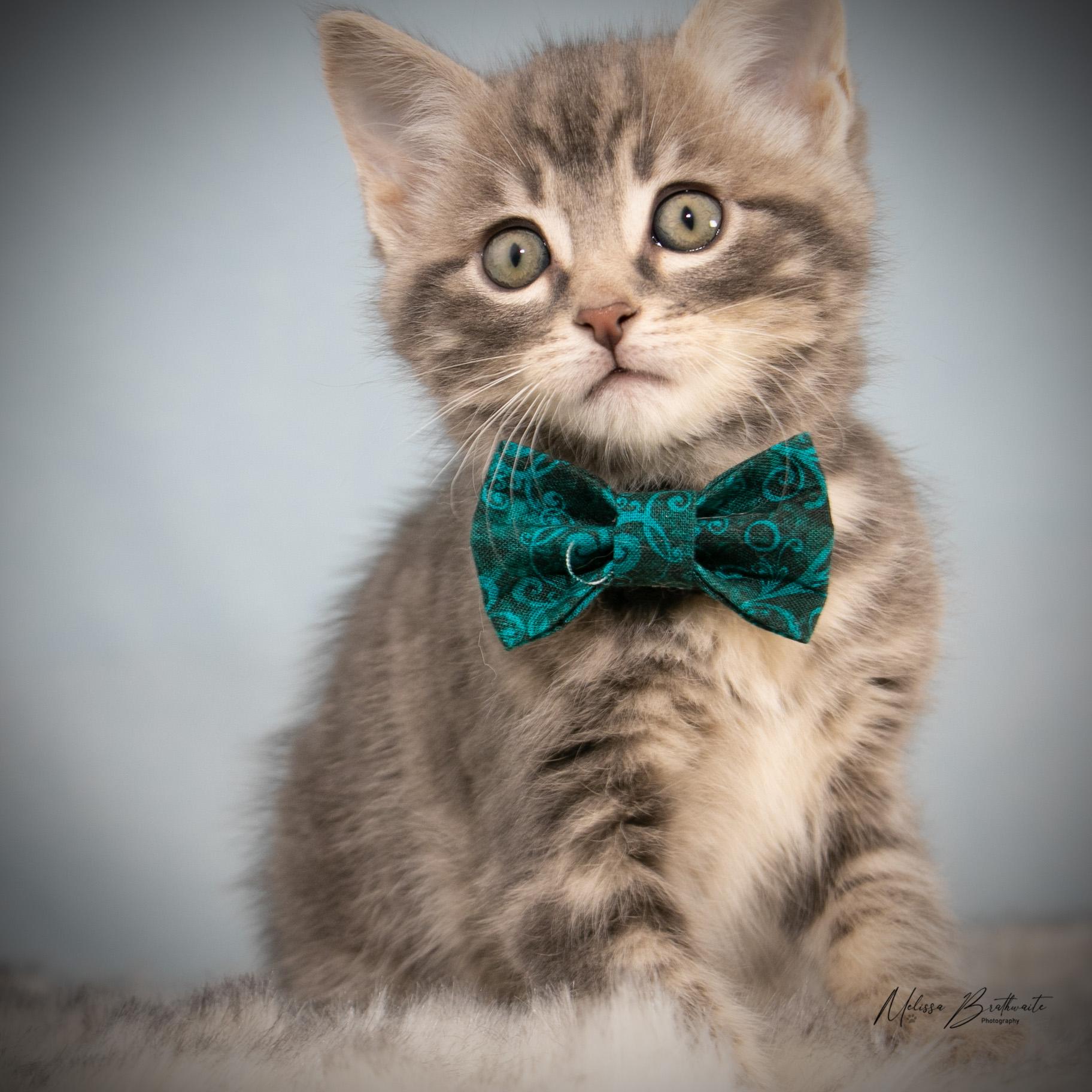Enlarge Finch, an adopted Tabby in Calgary, AB image 4/5