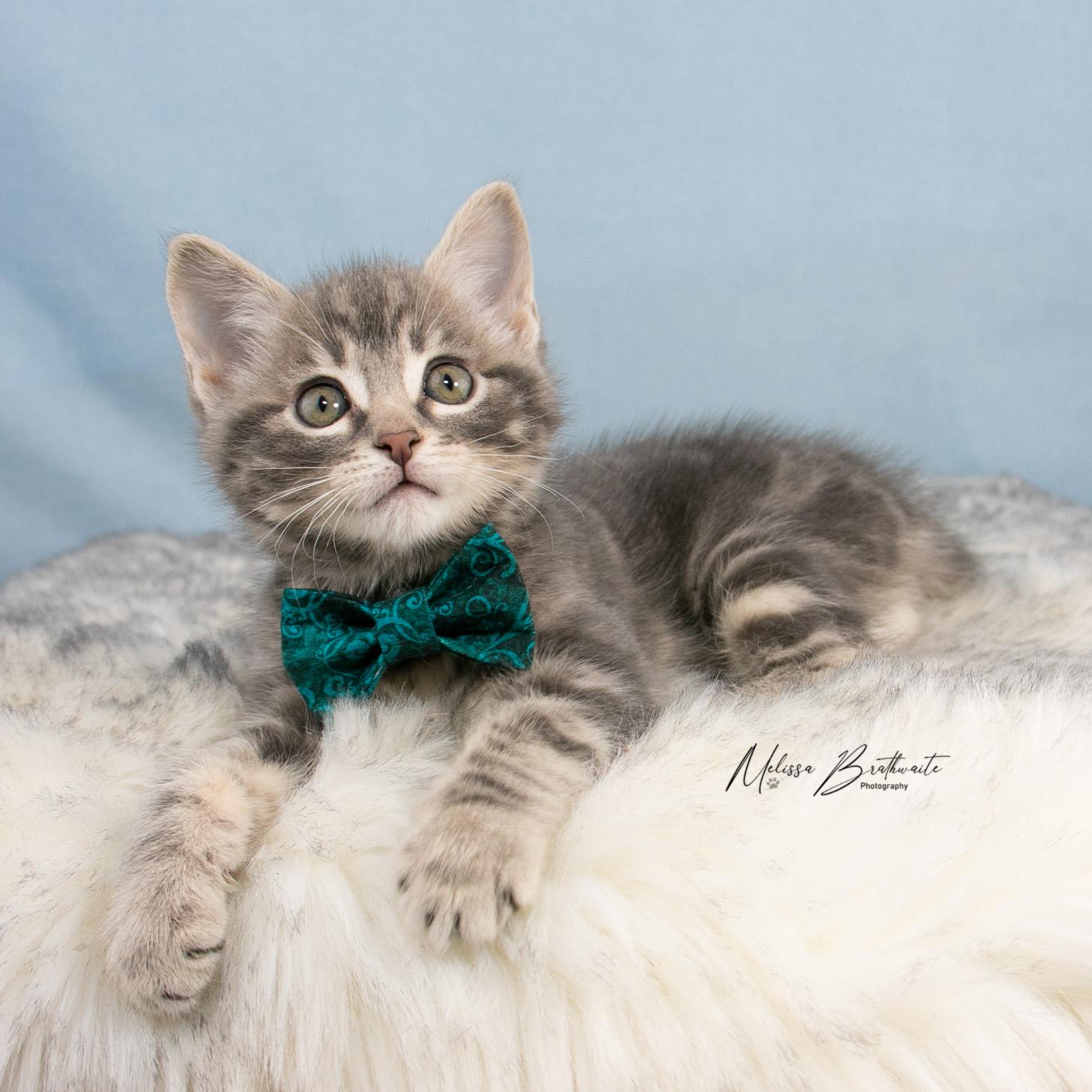 Enlarge Finch, an adopted Tabby in Calgary, AB image 5/5