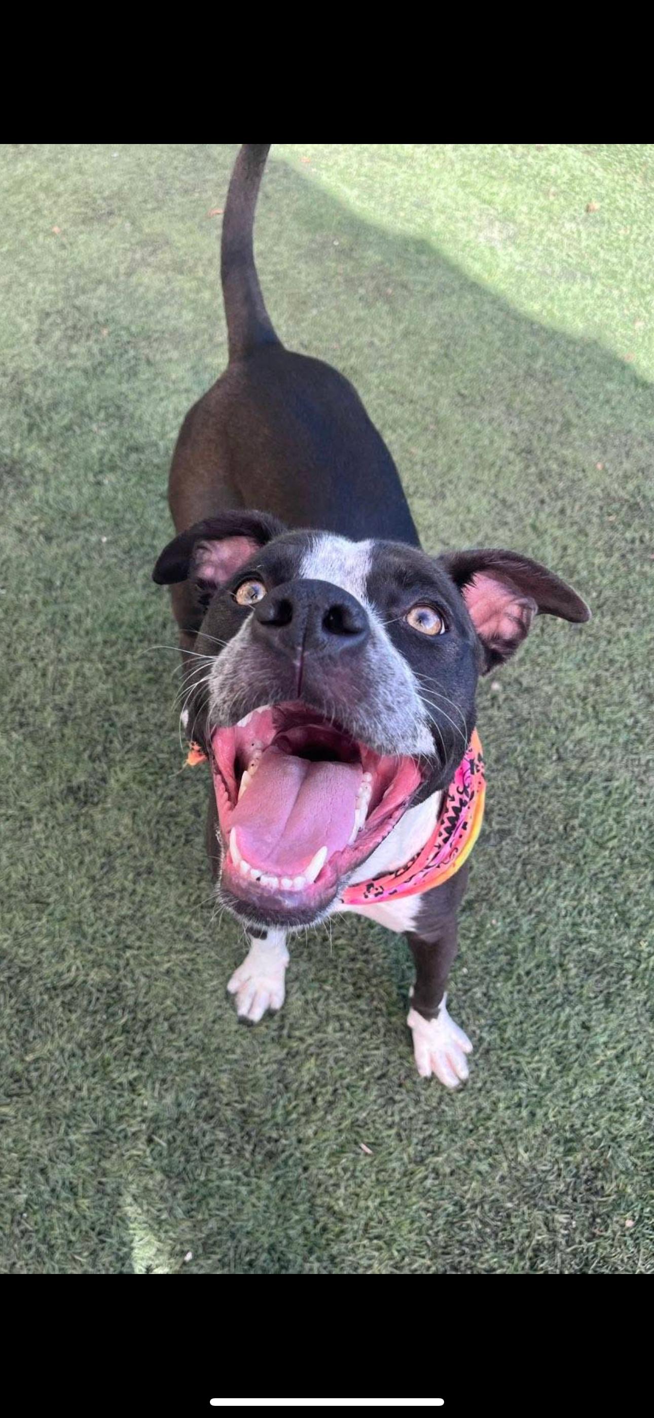 Cricket formerly Brooke, Adoptable, Young Female Labrador Retriever & Australian Cattle Dog / Blue Heeler.