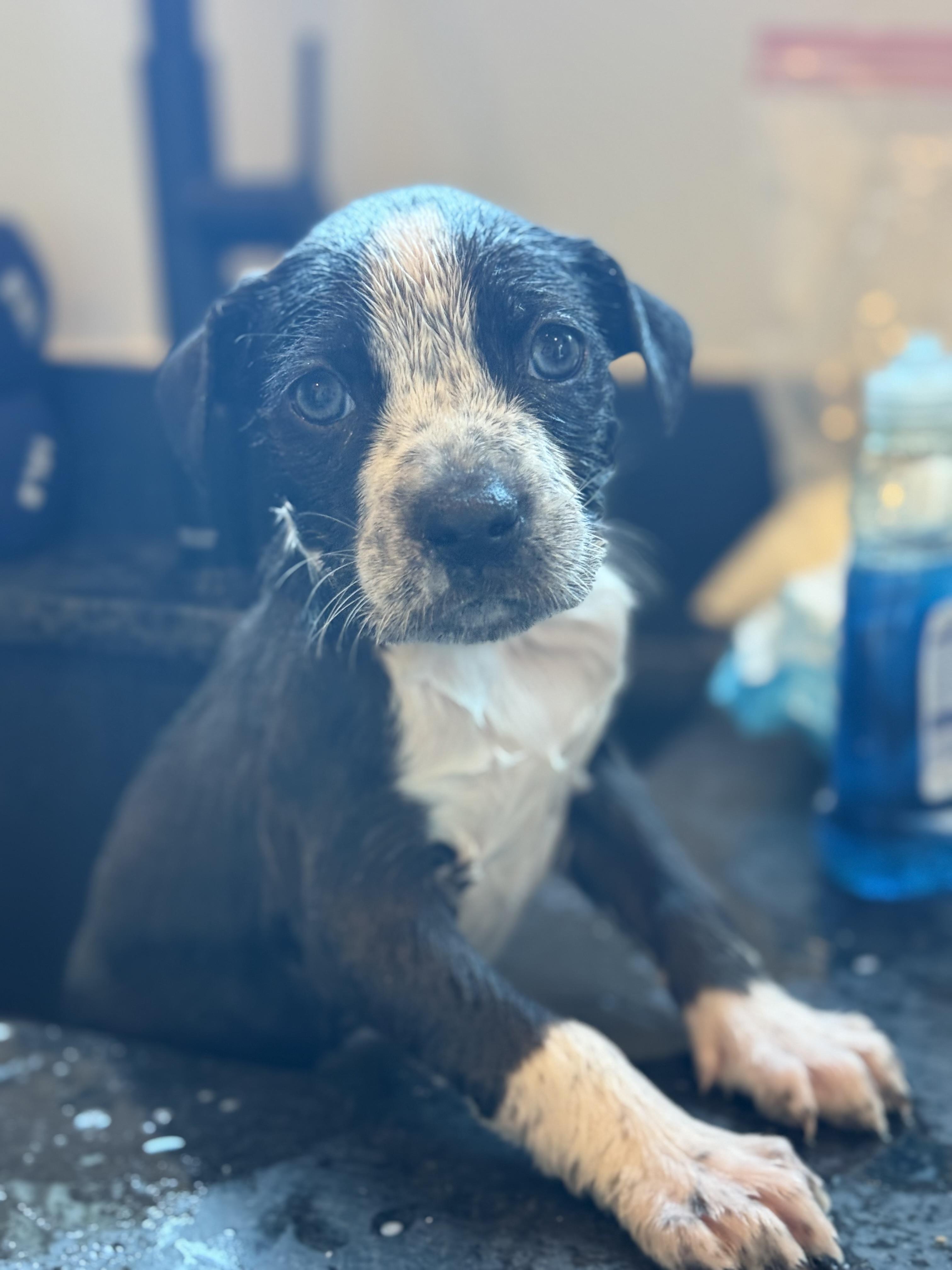 Cricket formerly Brooke, a Adoptable mixed breed in Mount Juliet, TN image 4/5