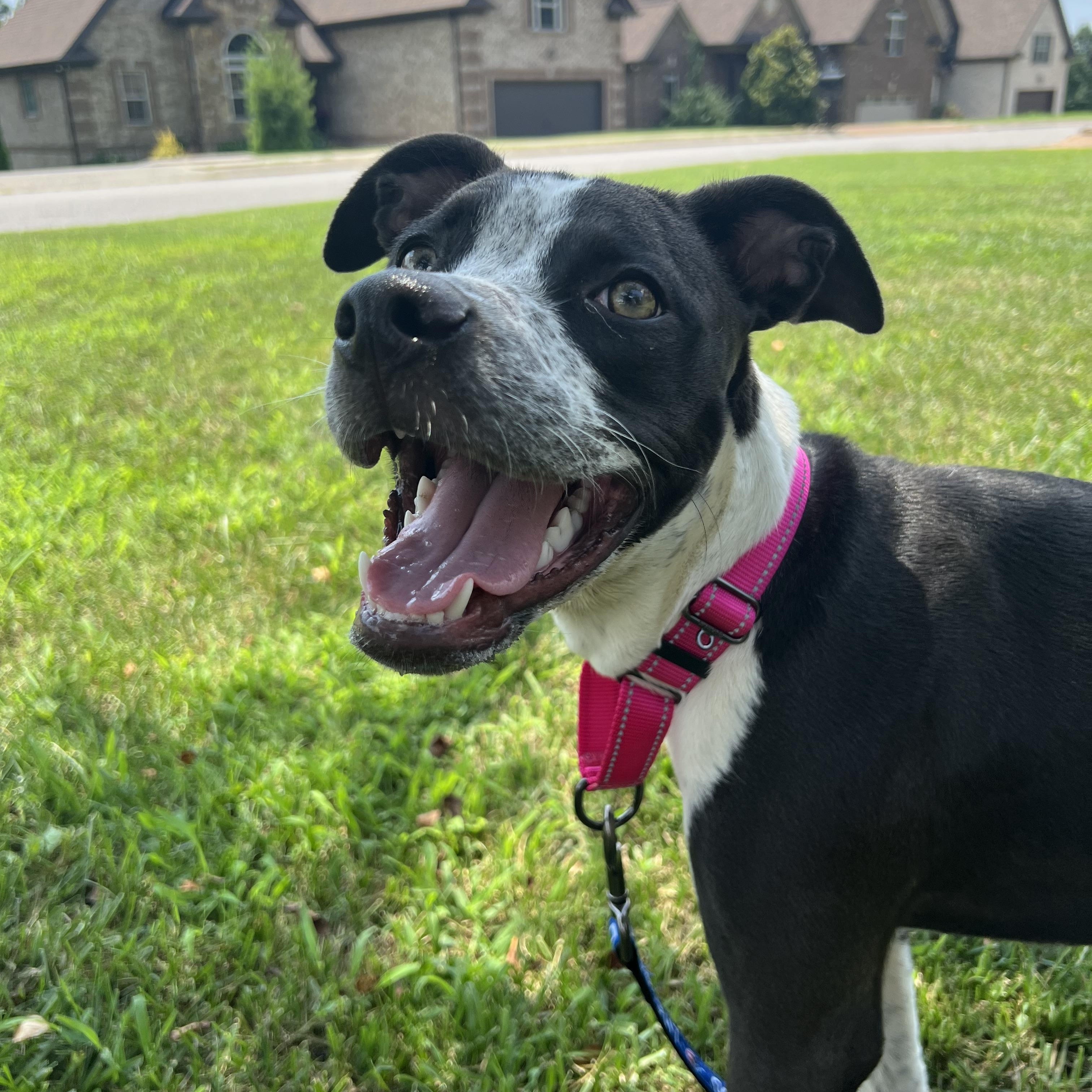 Cricket formerly Brooke, a Adoptable mixed breed in Mount Juliet, TN image 2/5