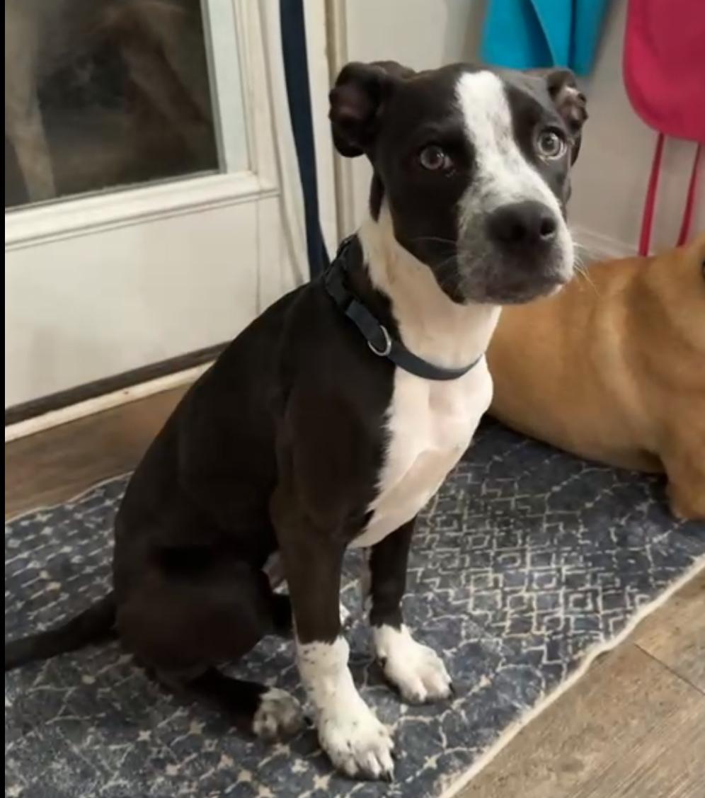 Cricket formerly Brooke, a Adoptable mixed breed in Mount Juliet, TN image 3/5