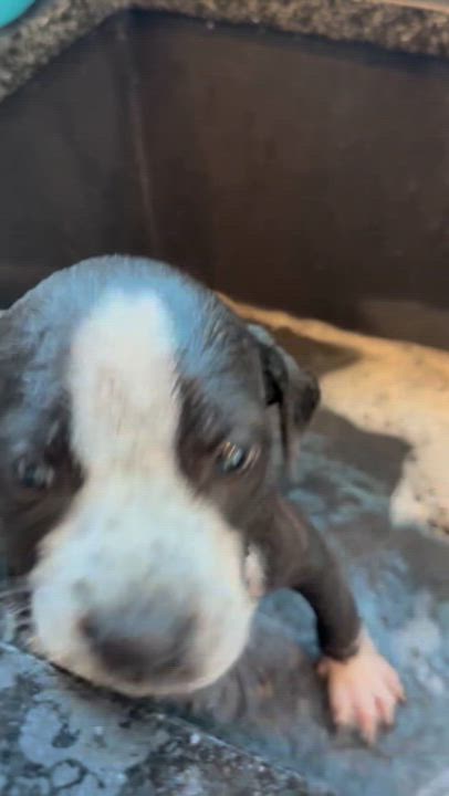 Enlarge Cricket formerly Brooke, a Adoptable mixed breed in Mount Juliet, TN video 5/5