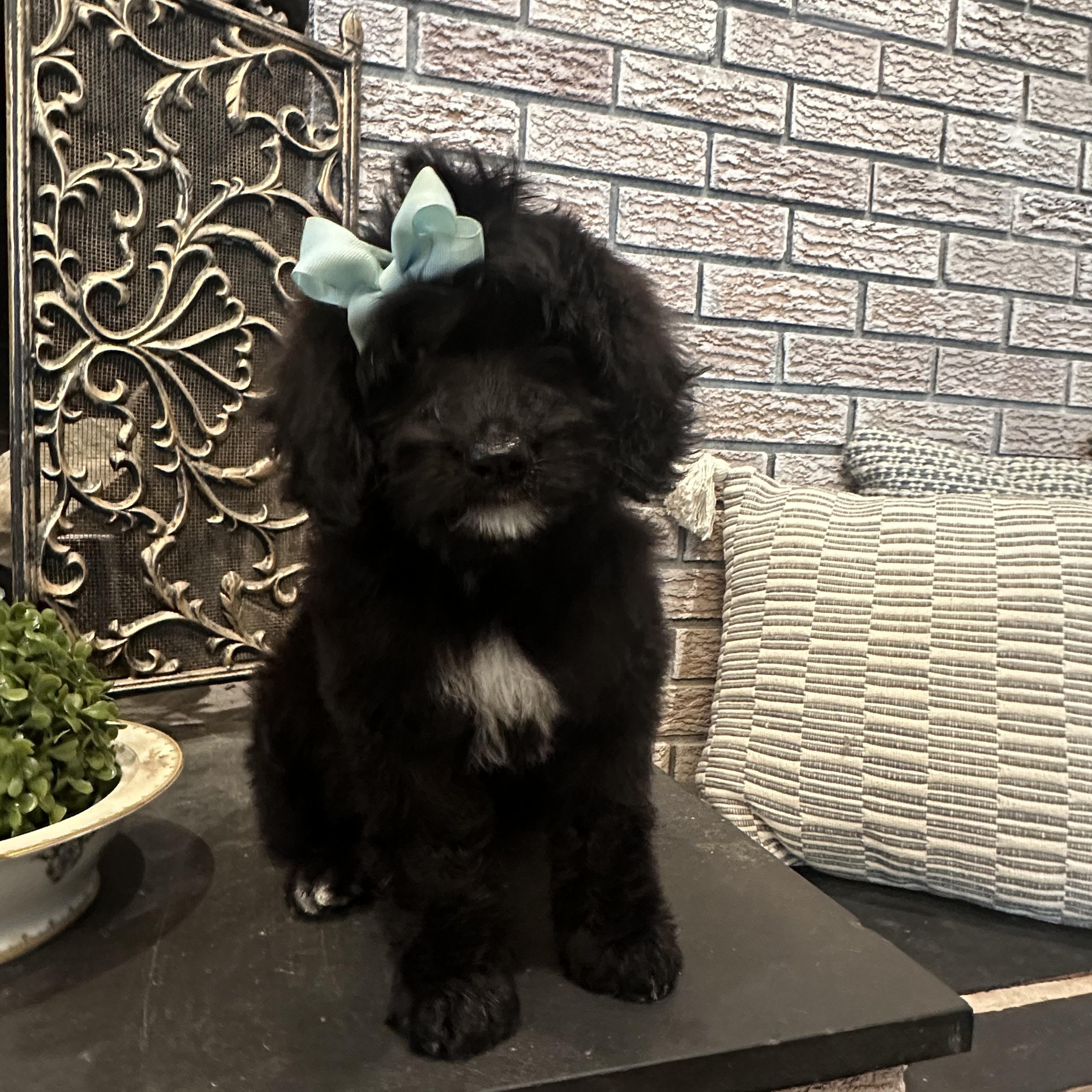 Baby Britt, ADOPTABLE, Puppy Female Goldendoodle.
