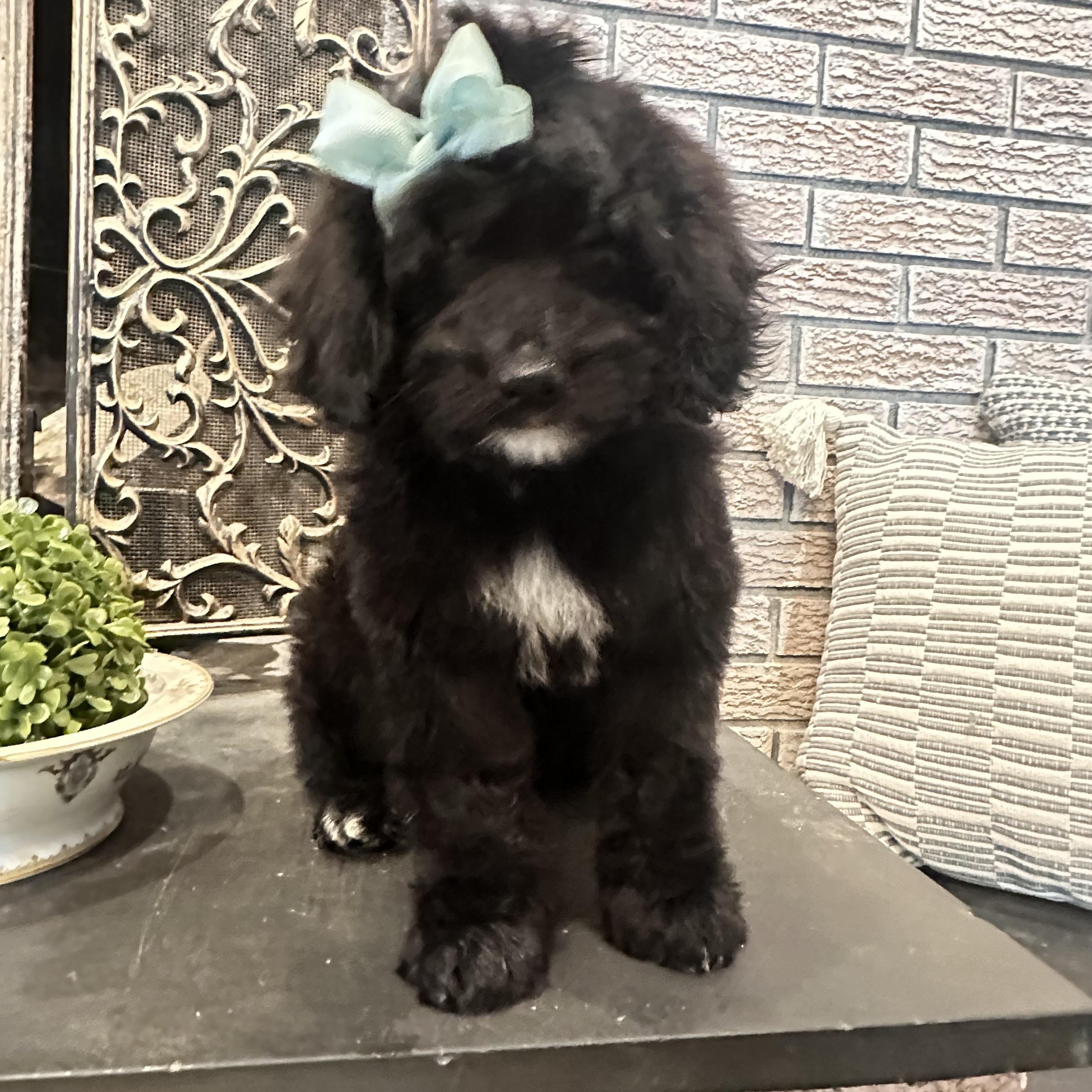 Enlarge Baby Britt, a ADOPTABLE Goldendoodle in Wrightstown, NJ image 2/6