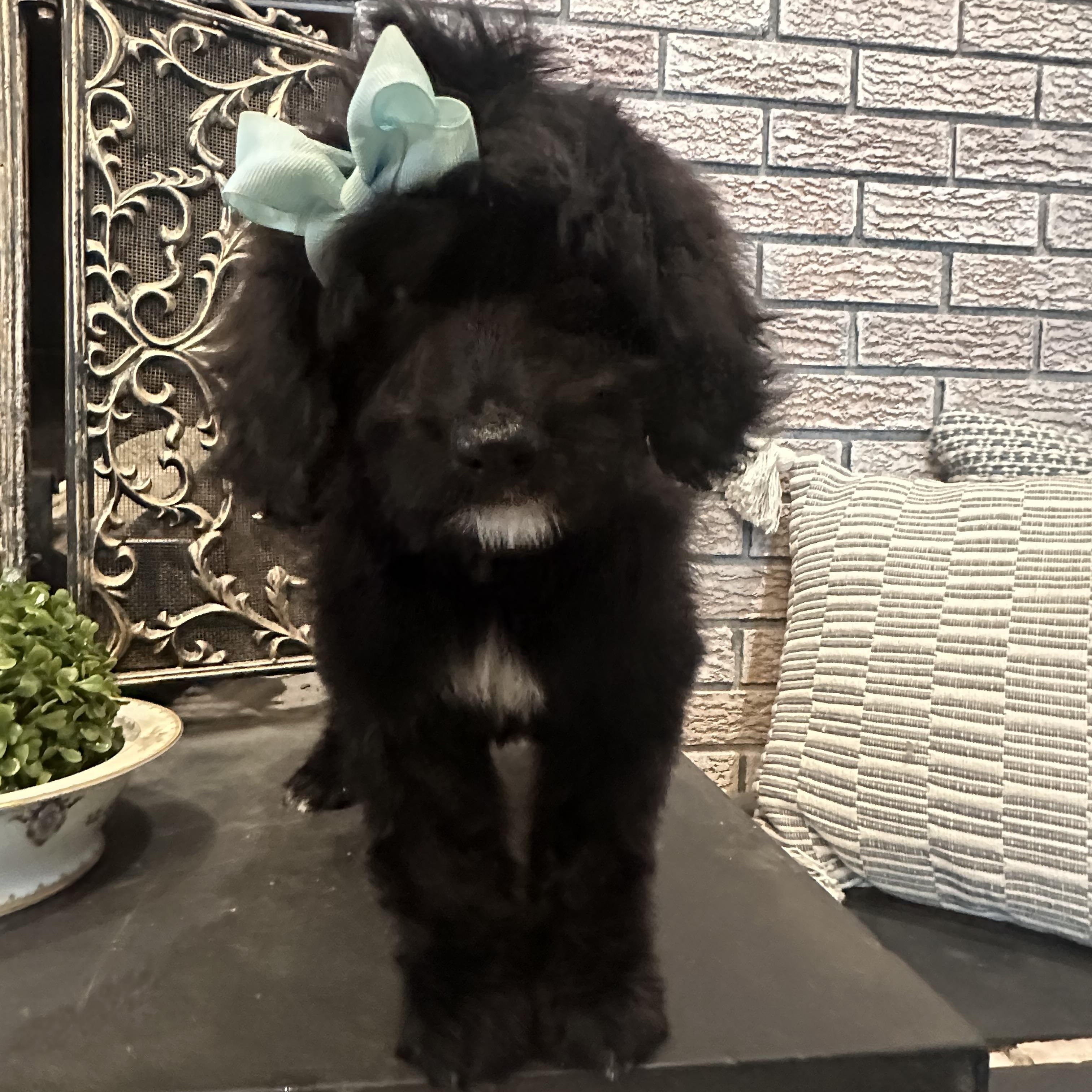 Enlarge Baby Britt, a ADOPTABLE Goldendoodle in Wrightstown, NJ image 3/6