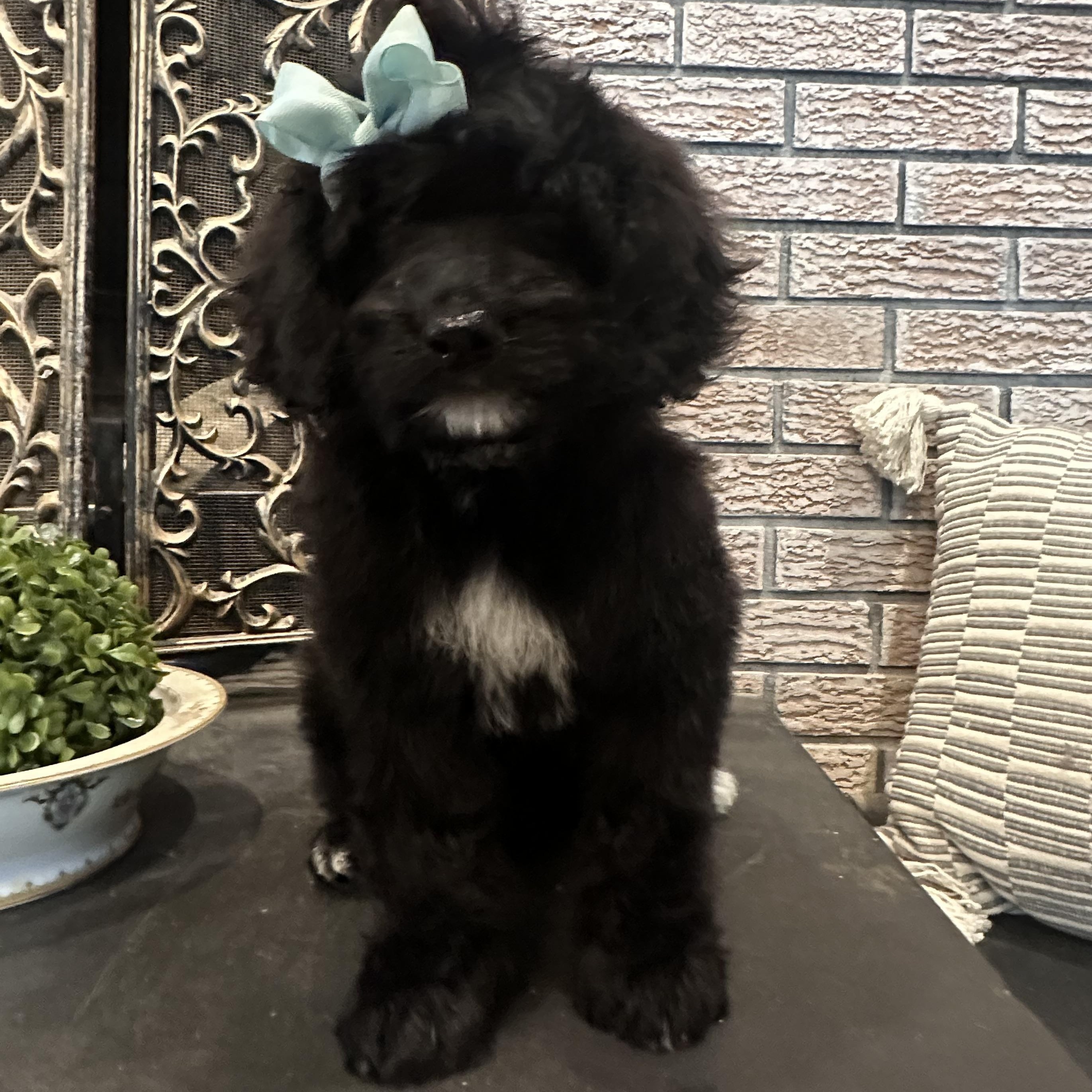 Enlarge Baby Britt, a ADOPTABLE Goldendoodle in Wrightstown, NJ image 5/6