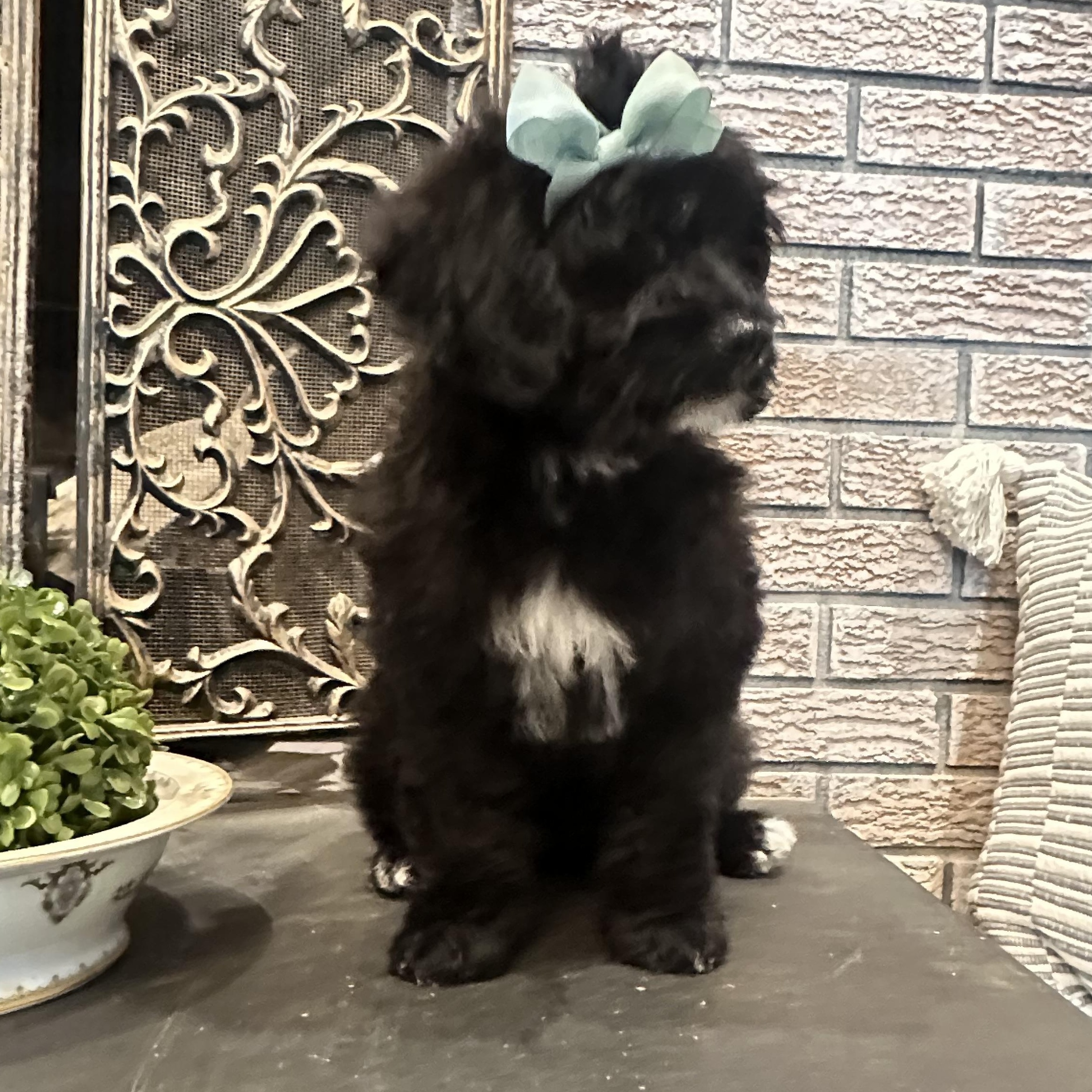 Enlarge Baby Britt, a ADOPTABLE Goldendoodle in Wrightstown, NJ image 6/6
