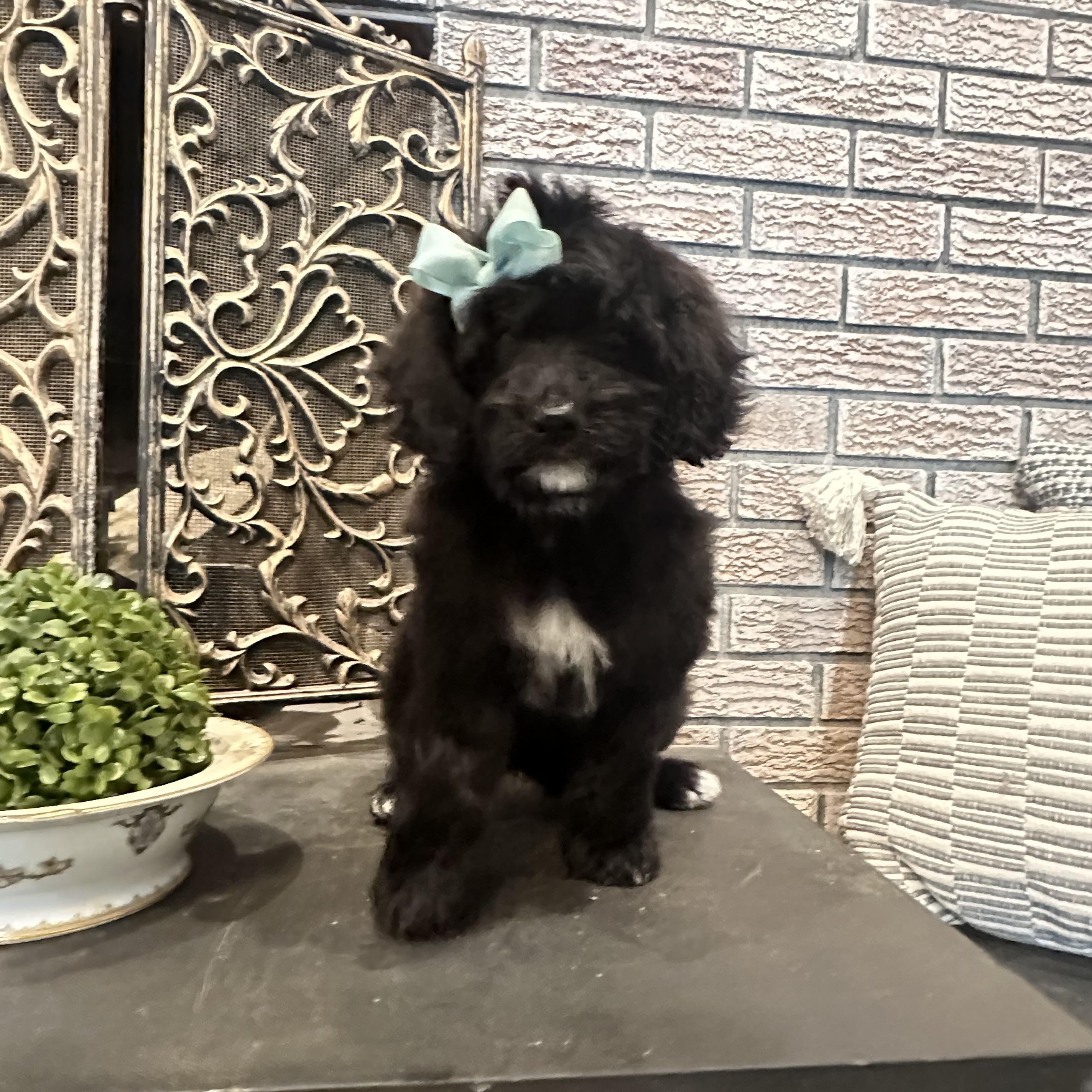 Enlarge Baby Britt, a ADOPTABLE Goldendoodle in Wrightstown, NJ image 4/6