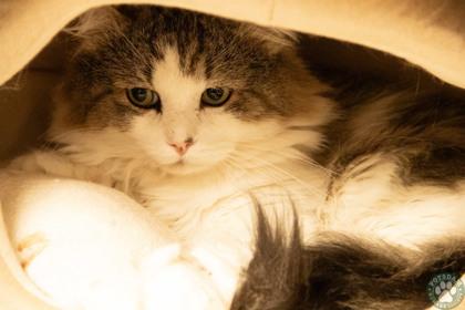Heimdall, adopted, Young Male Domestic Long Hair.