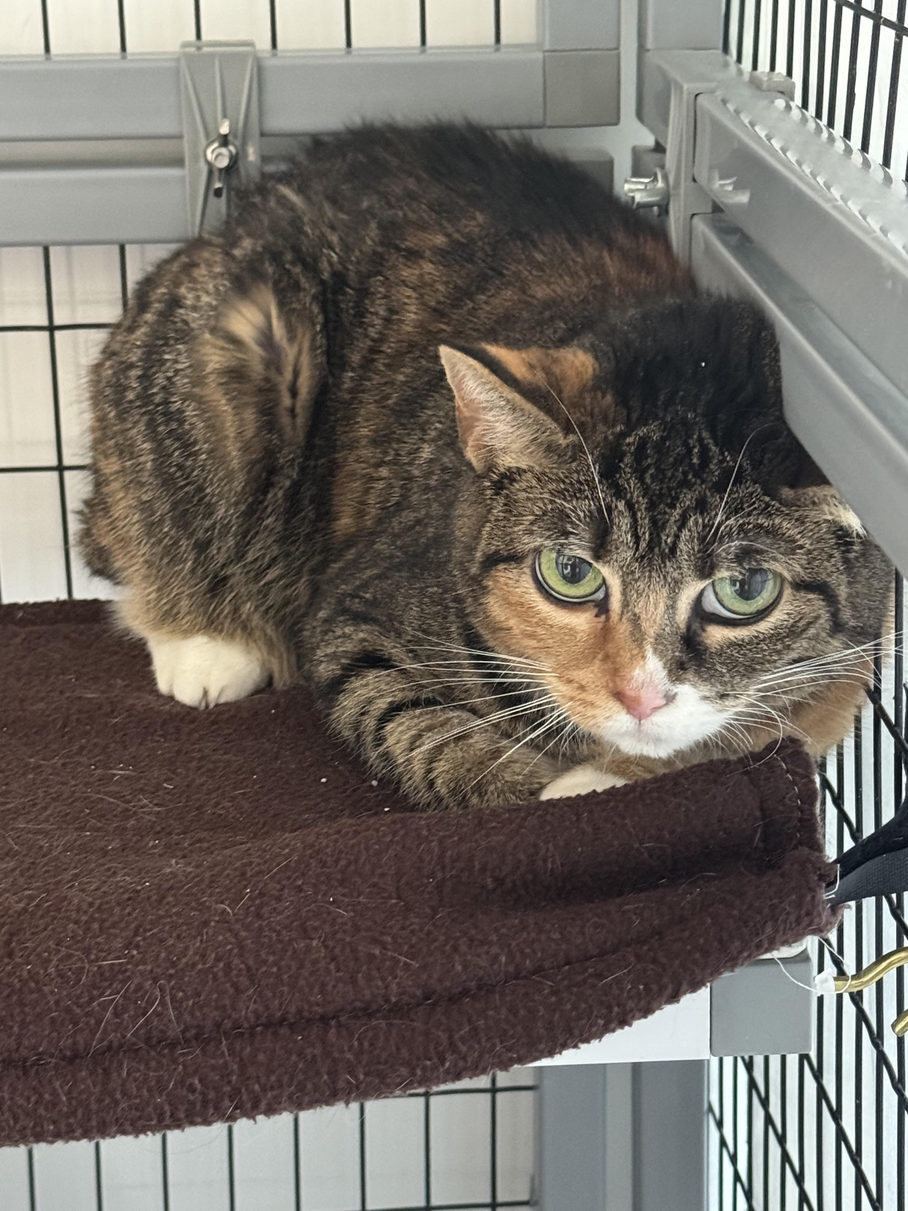 Enlarge Winnie, a Adoptable Domestic Short Hair in Hull, MA image 1/1