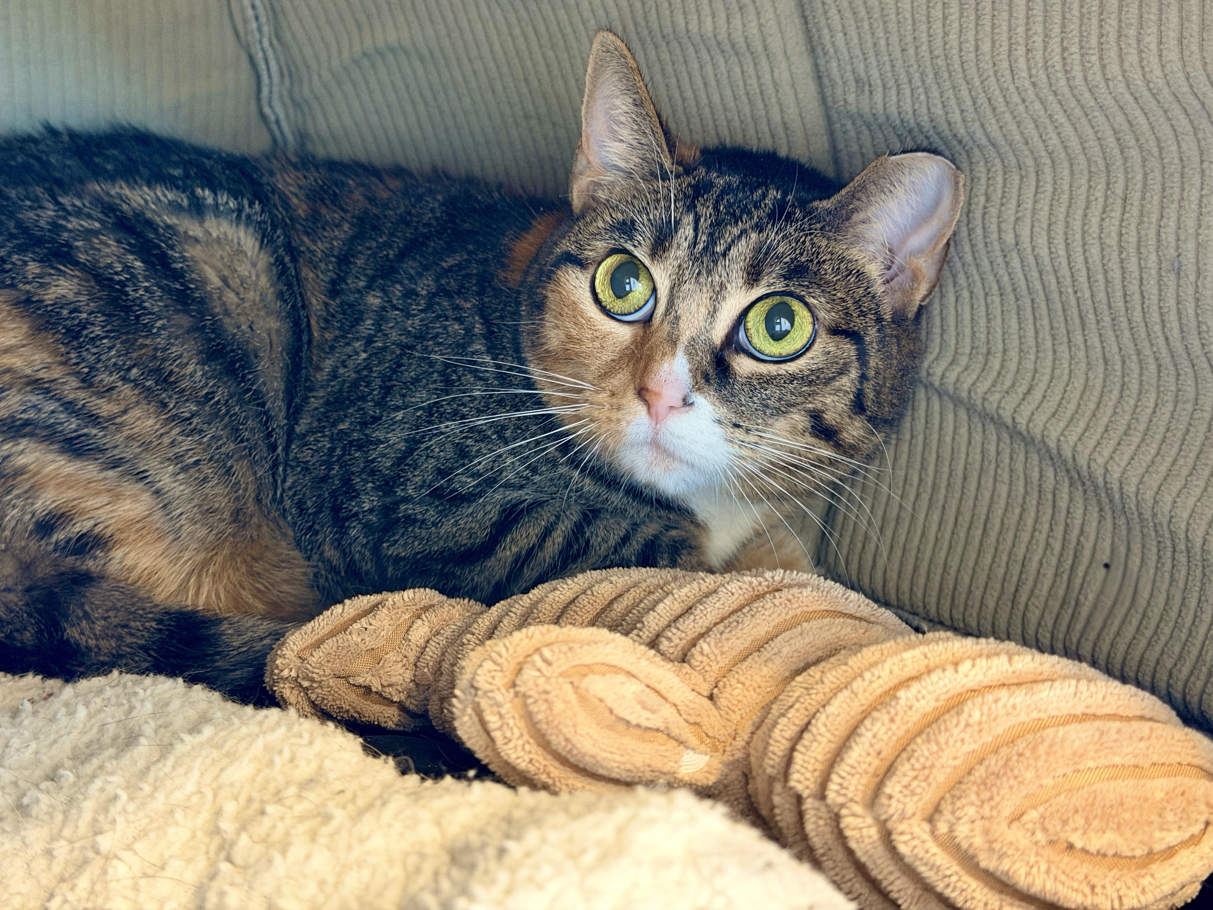 Enlarge Winnie, an adopted Domestic Short Hair in Hull, MA image 2/3