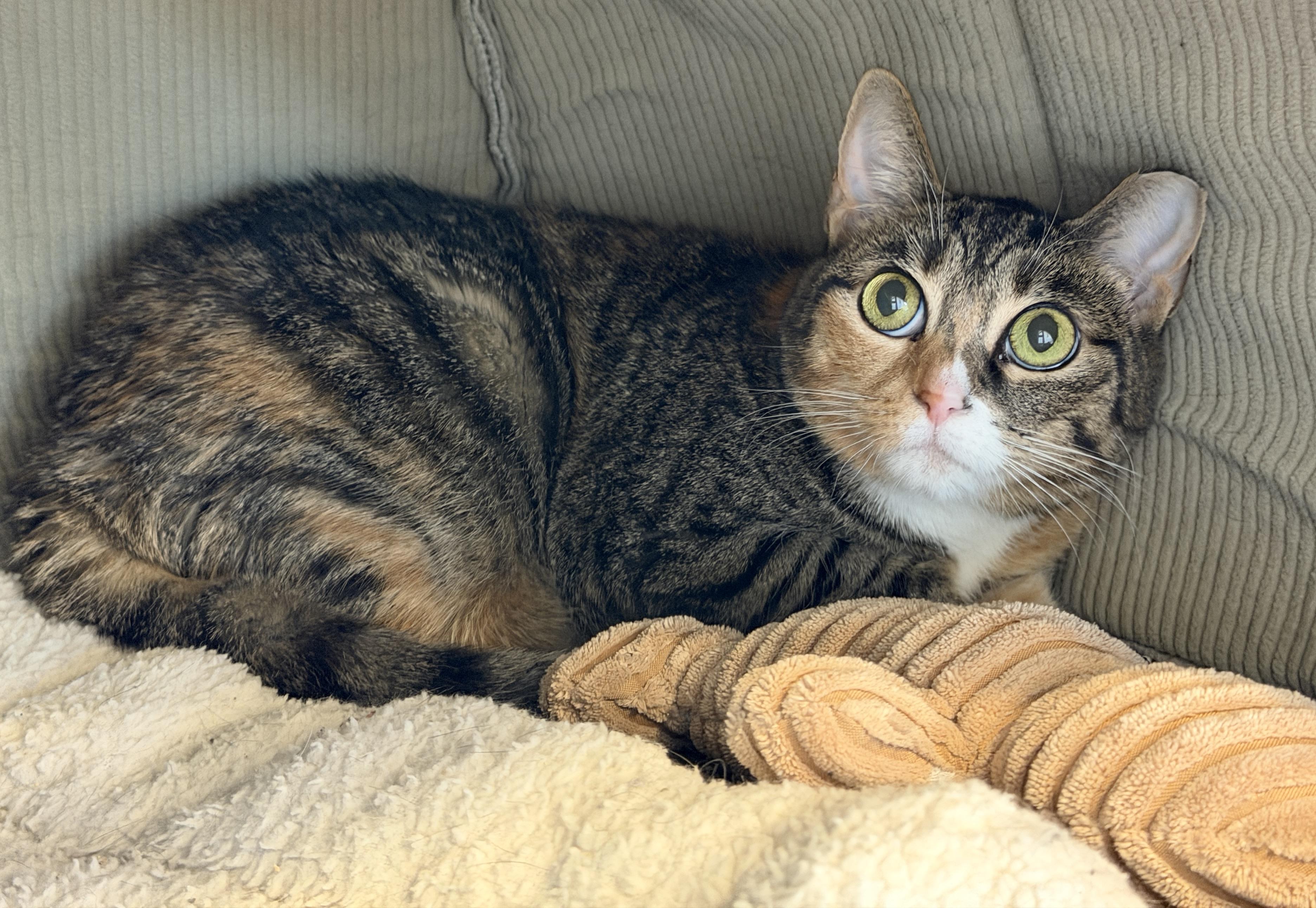 Winnie, Adoptable, Senior Female Domestic Short Hair.