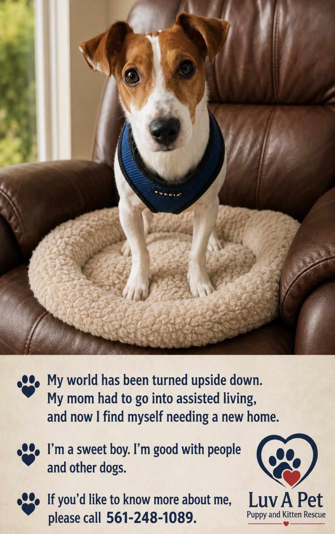 Rusty, ADOPTABLE, Adult Male Jack Russell Terrier.