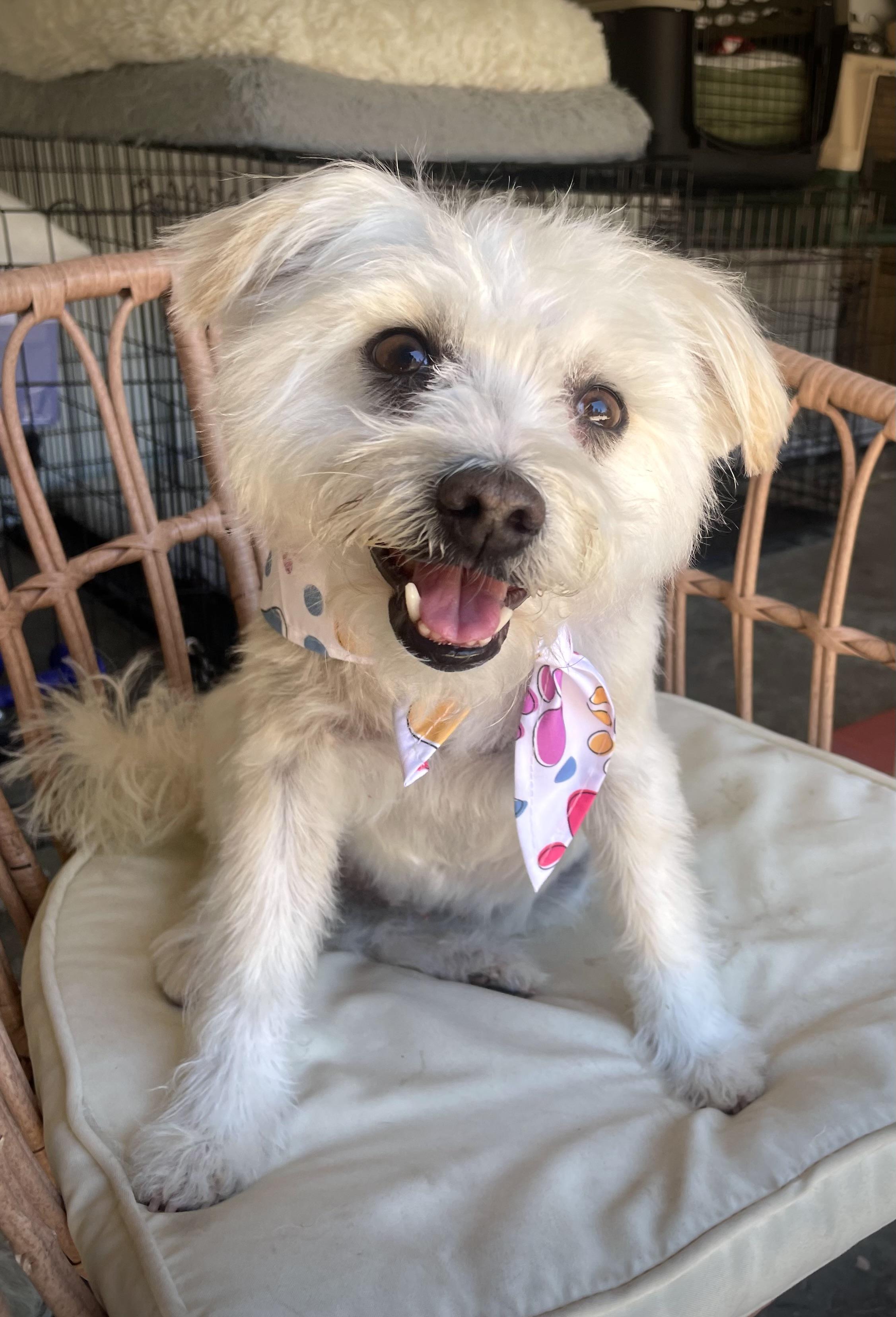 Enlarge Penelope, a Adoptable mixed breed in Oakland, CA image 1/5