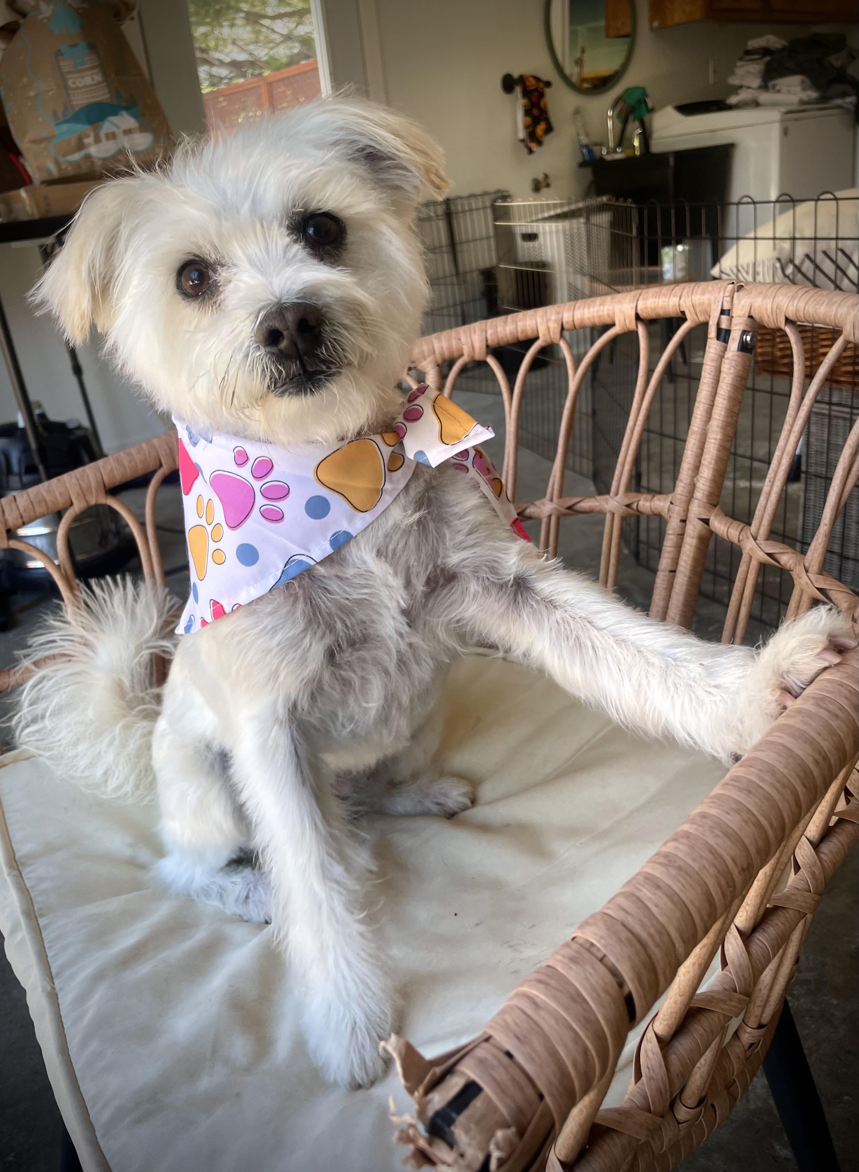 Enlarge Penelope, a Adoptable mixed breed in Oakland, CA image 2/5