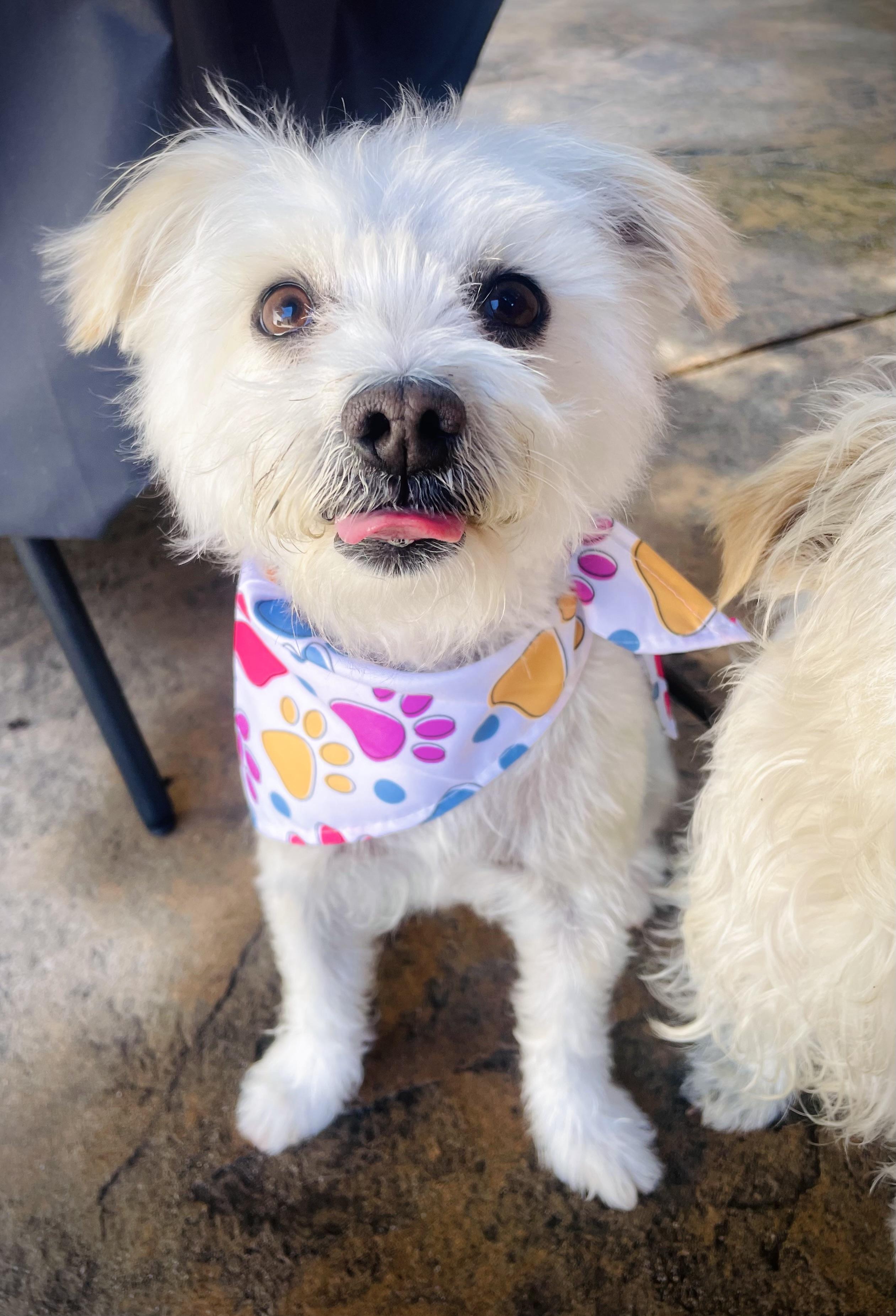 Enlarge Penelope, a Adoptable mixed breed in Oakland, CA image 4/5