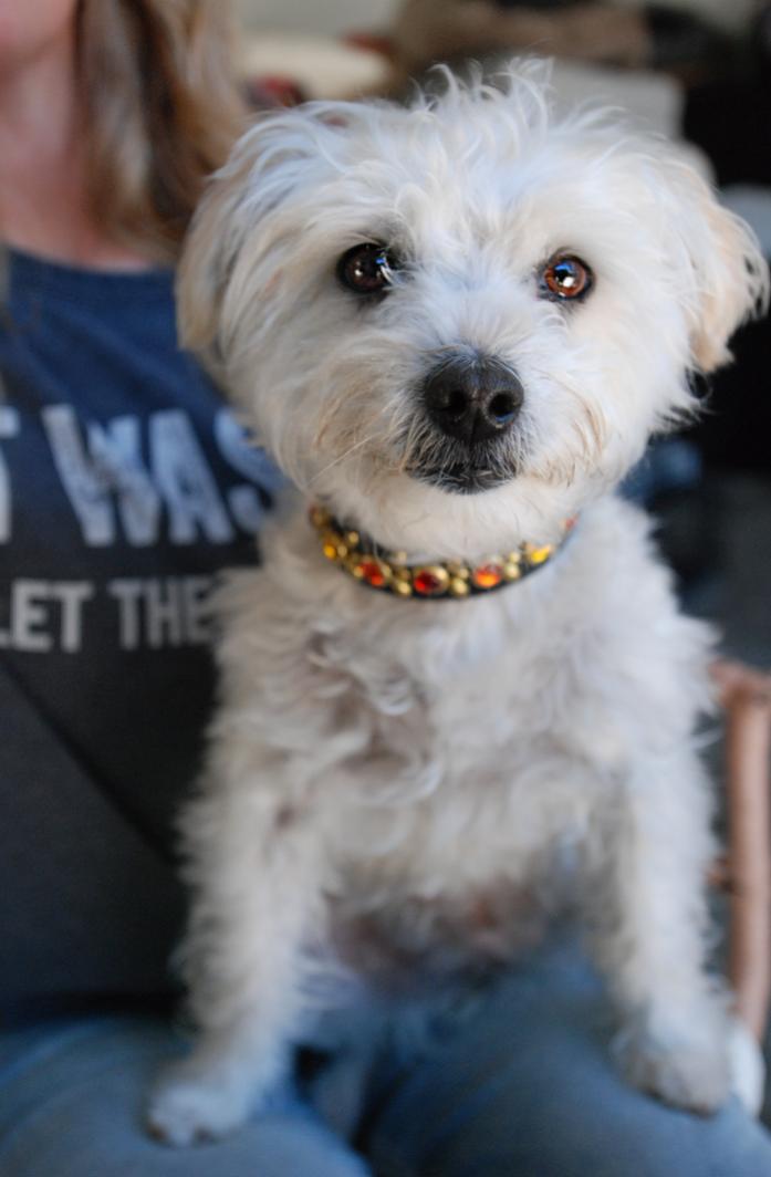Penelope, a Adoptable mixed breed in Oakland, CA image 6/6