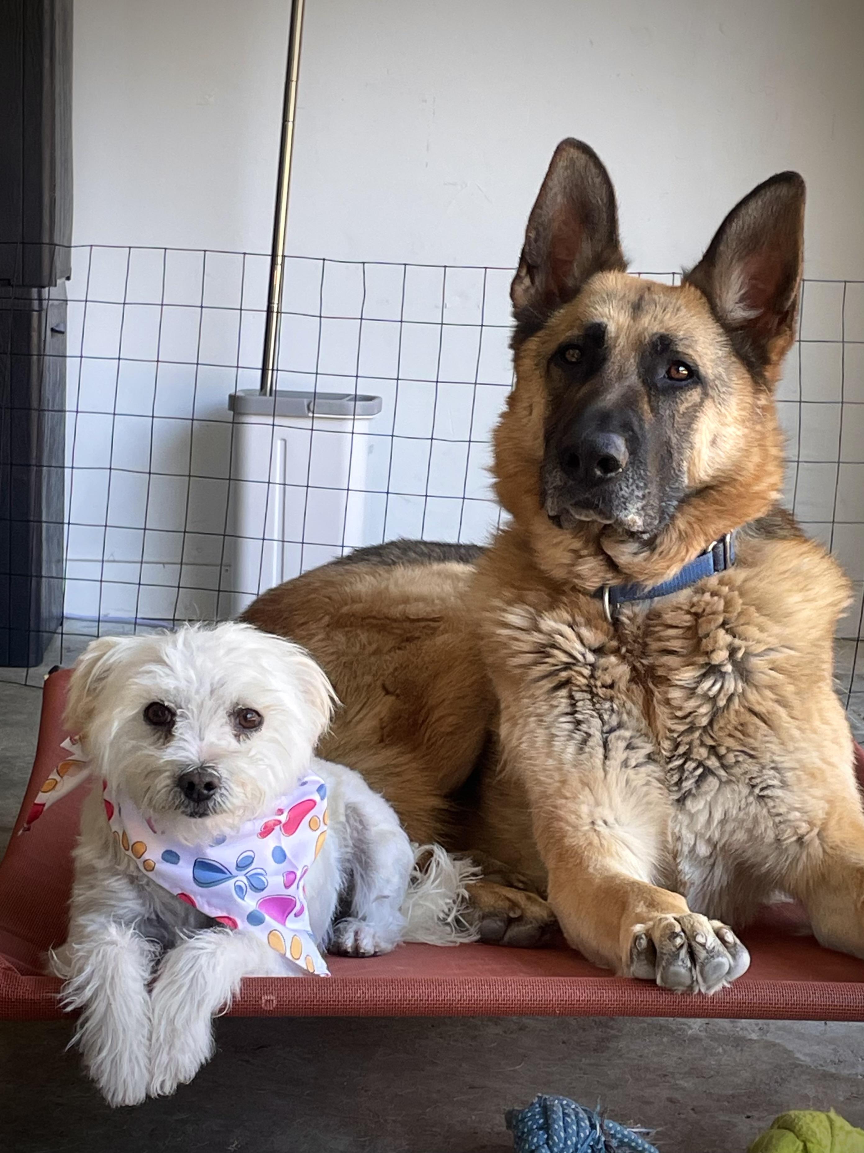 Enlarge Penelope, a Adoptable mixed breed in Oakland, CA image 5/5