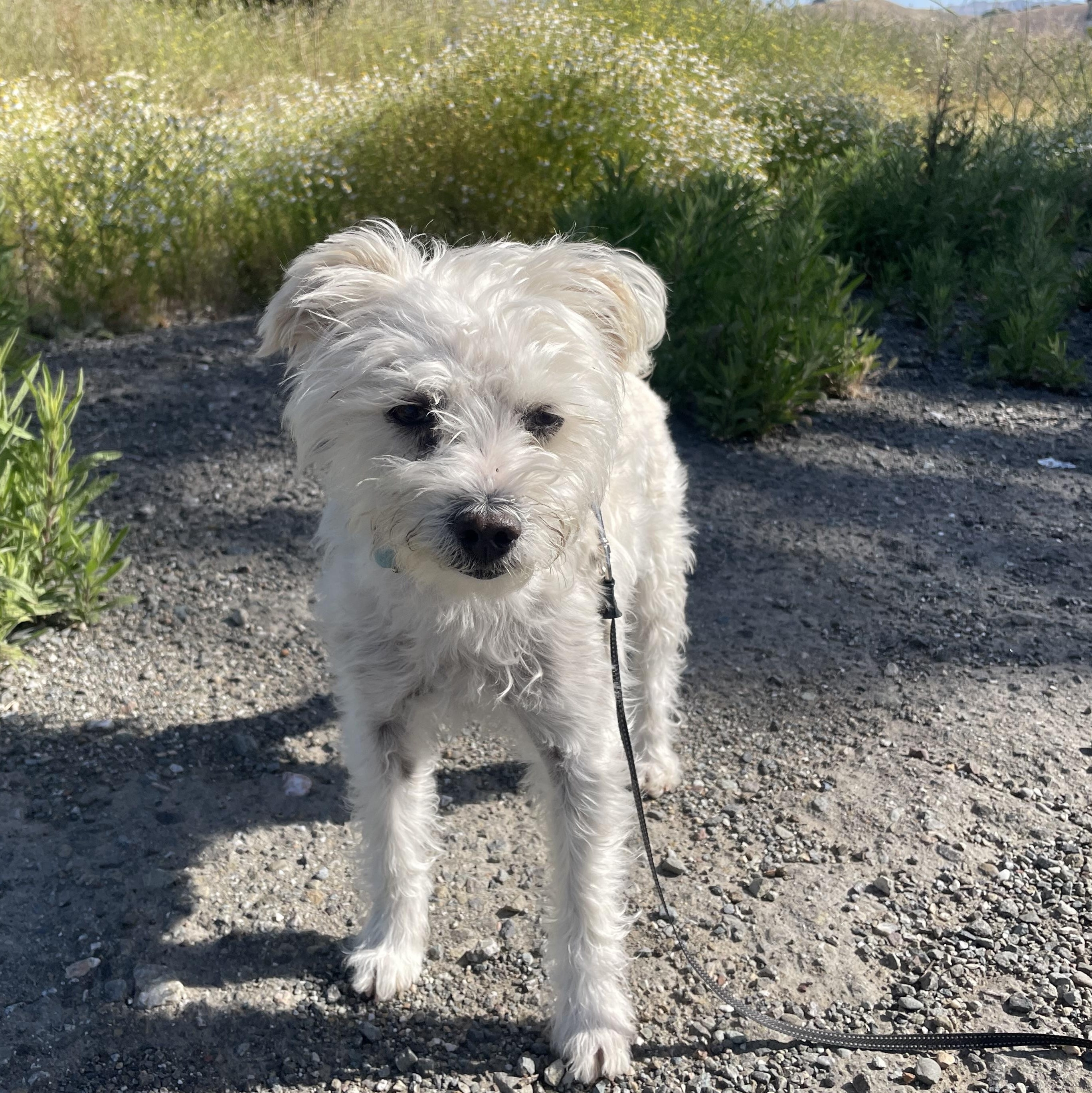 Enlarge Penelope, a Adoptable mixed breed in Oakland, CA image 3/5