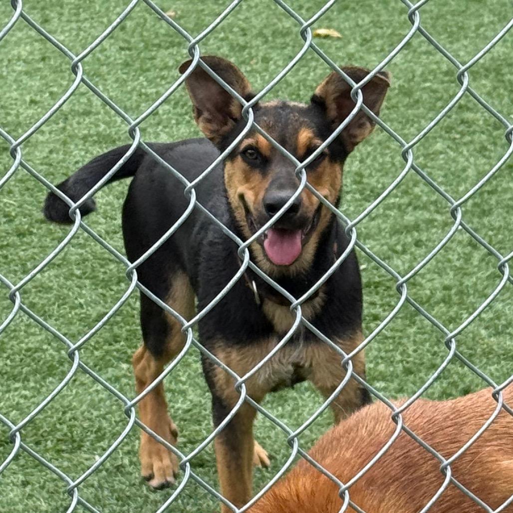 Bella, a Adoptable German Shepherd Dog in Coos Bay, OR image 1/2