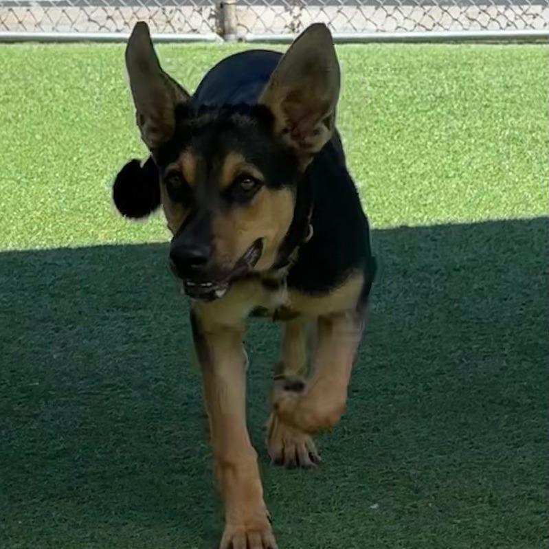 Bella, a Adoptable German Shepherd Dog in Coos Bay, OR image 2/2