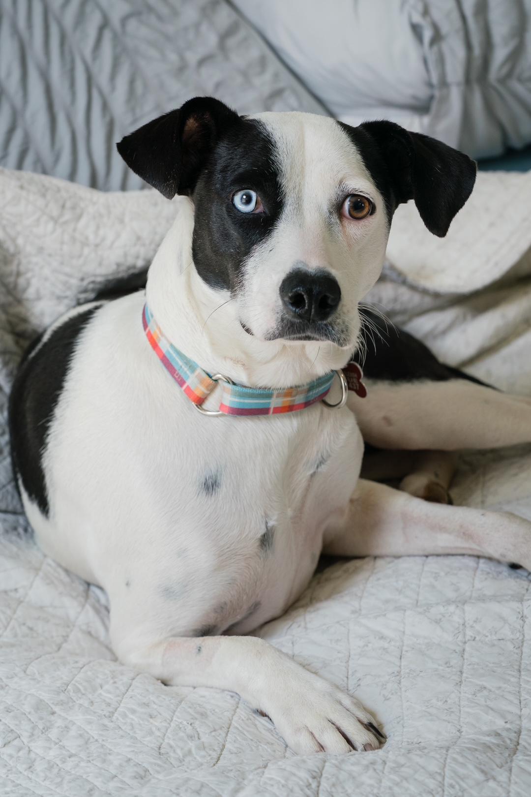 Enlarge Annie, a ADOPTABLE mixed breed in Mississauga, ON image 3/6