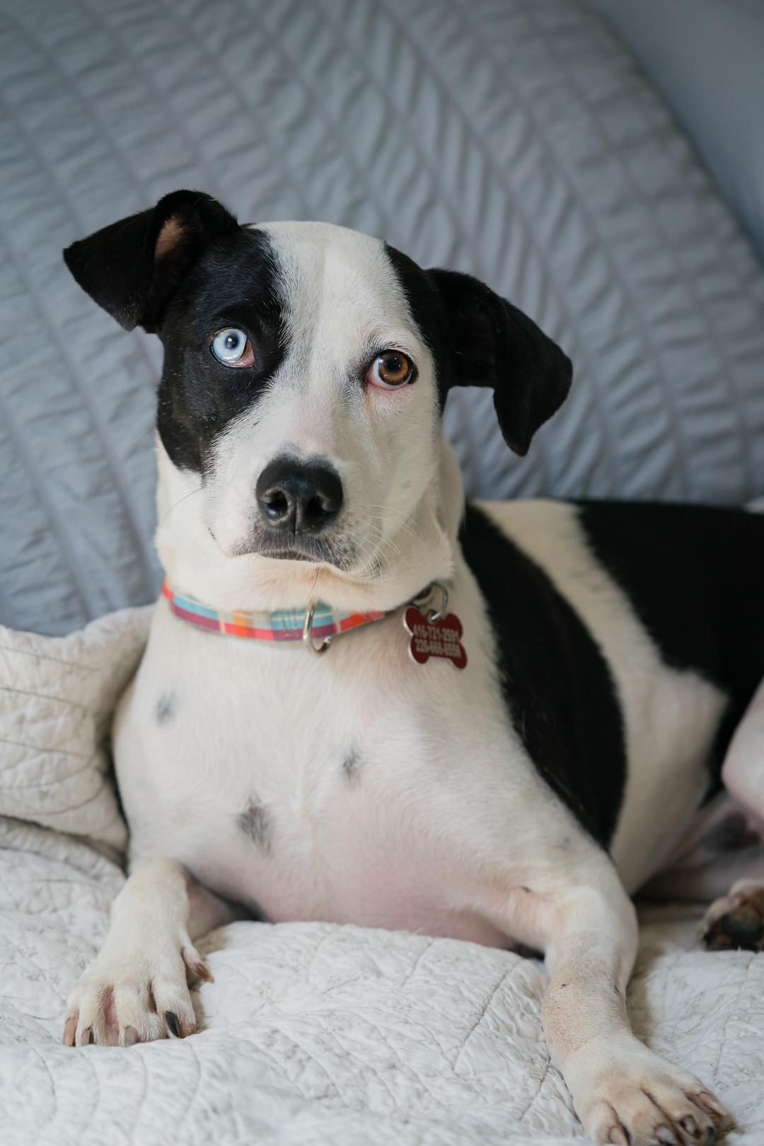 Enlarge Annie, a ADOPTABLE mixed breed in Mississauga, ON image 4/6