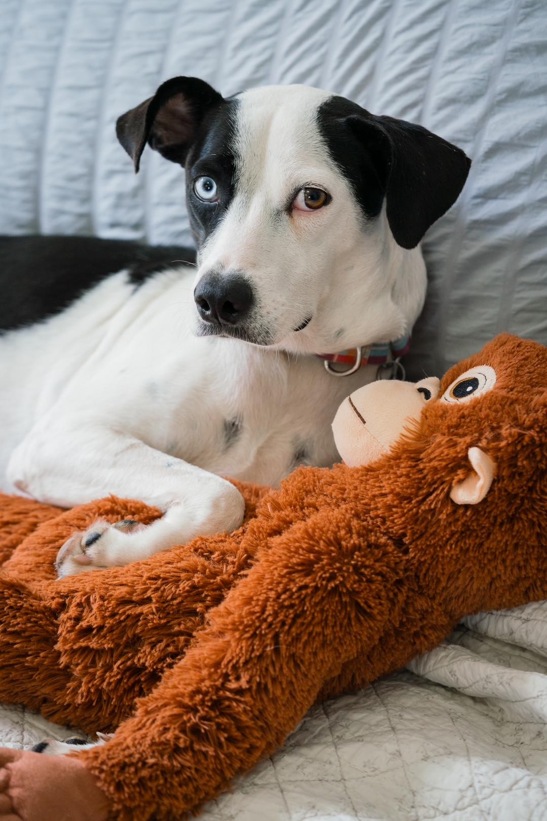 Enlarge Annie, a ADOPTABLE mixed breed in Mississauga, ON image 1/6