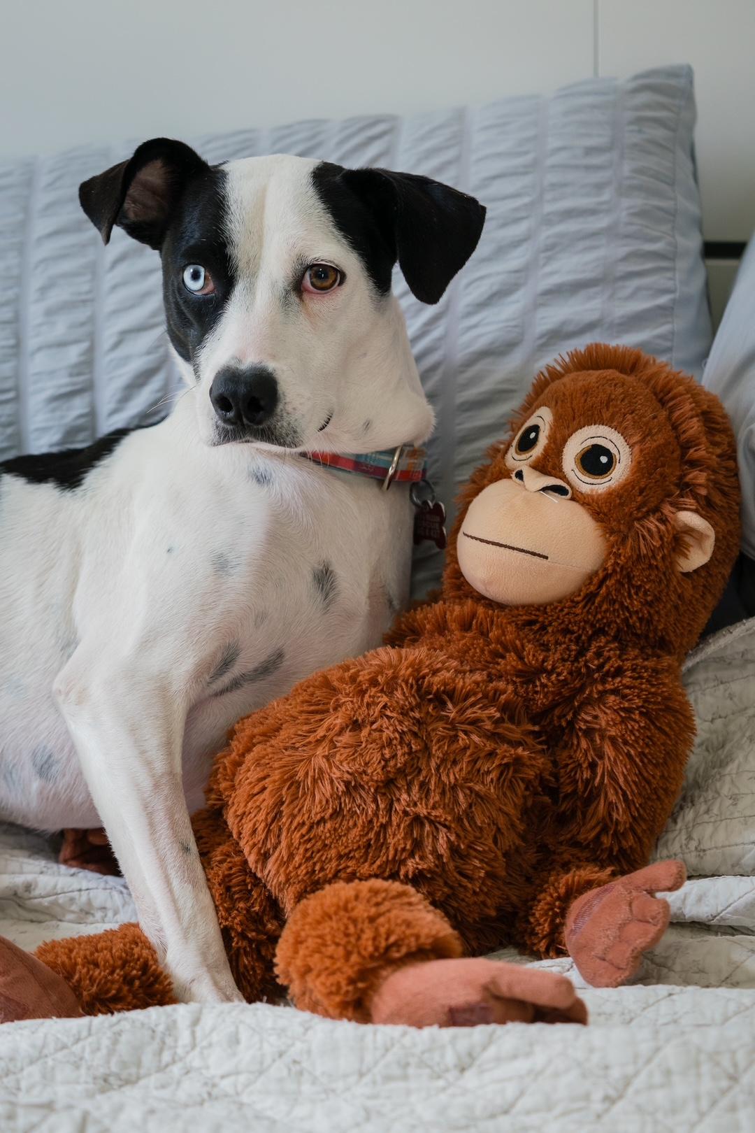 Enlarge Annie, a ADOPTABLE mixed breed in Mississauga, ON image 2/6